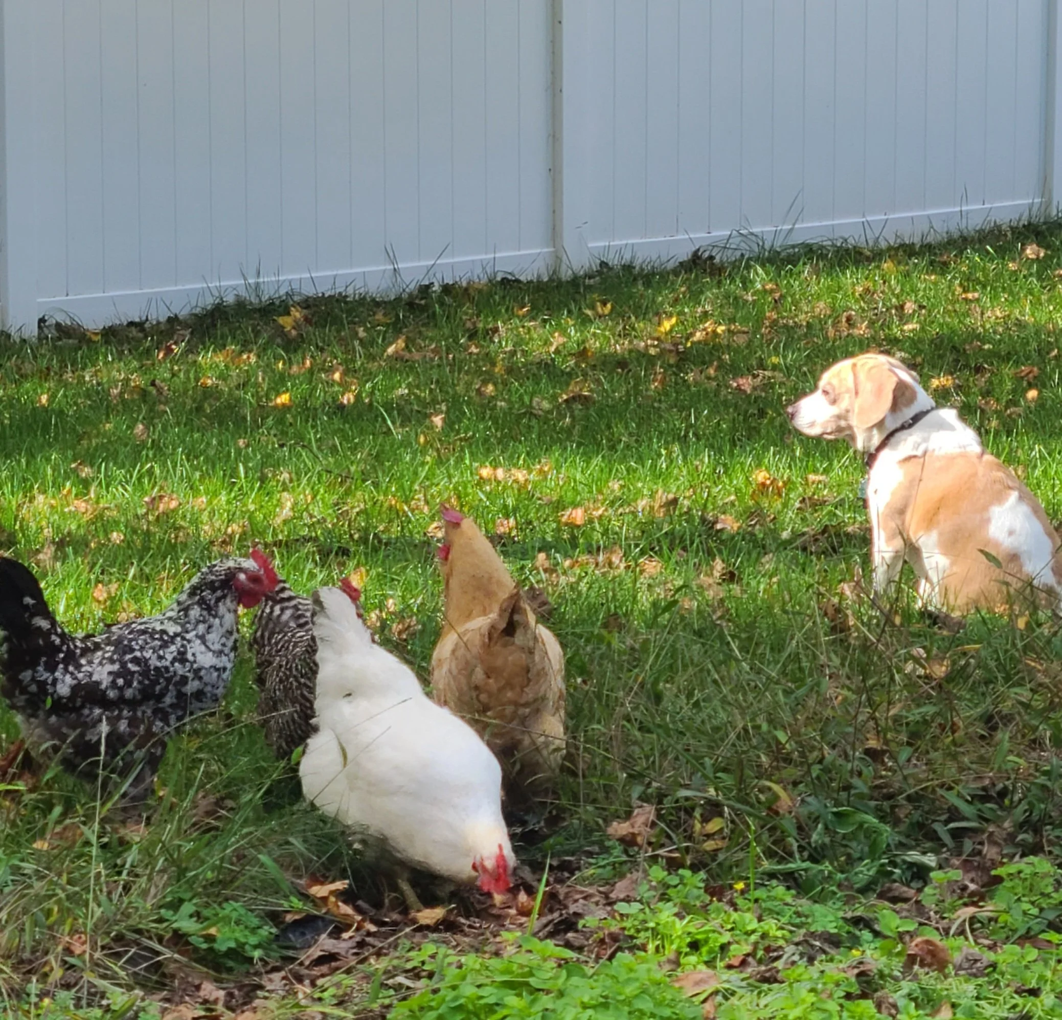 Henrietta, Chikaleta, Freckles, and Chica, Chickens, Rocket and his Hen-tourage.
