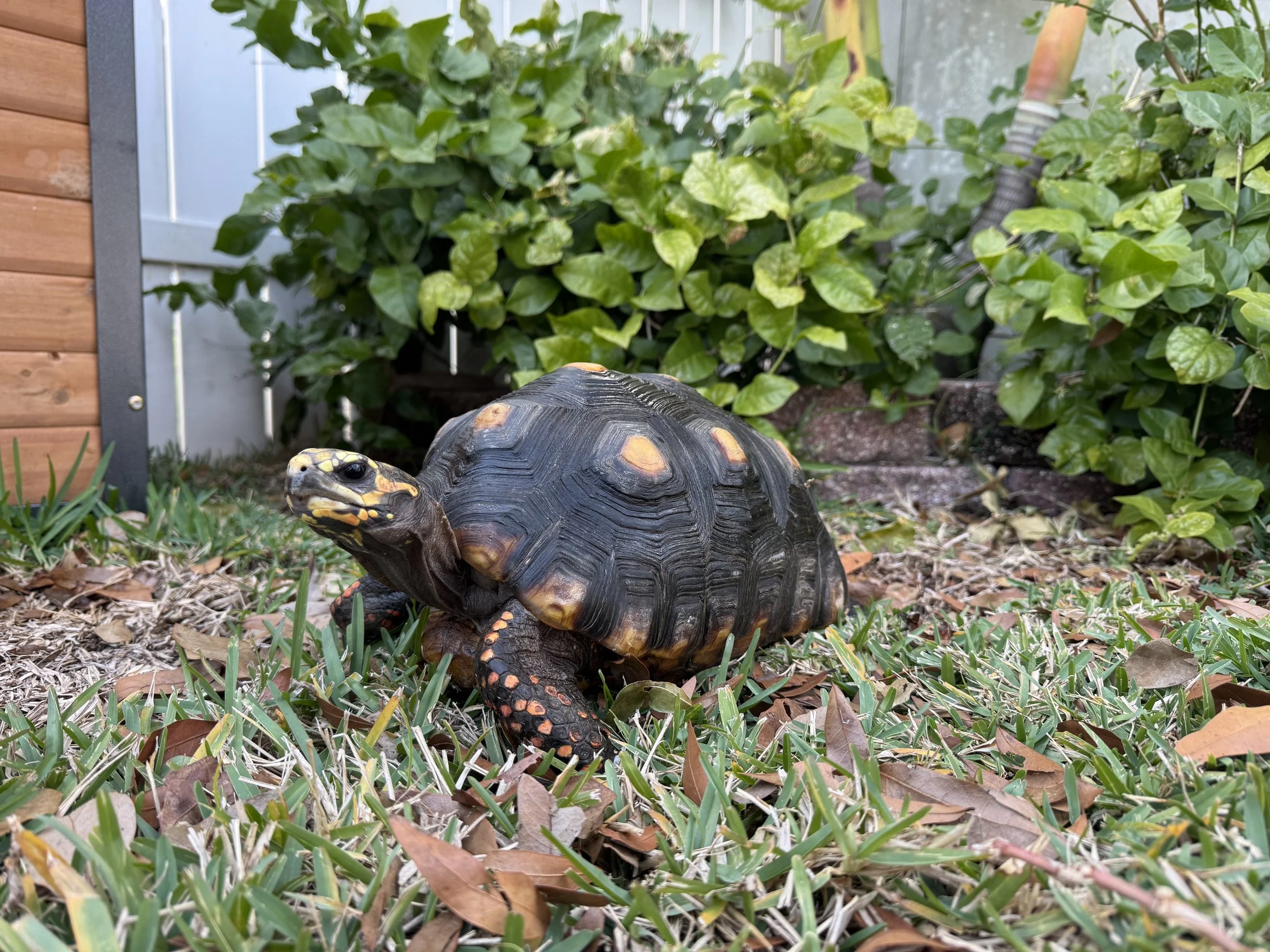 Brego, Red Foot Tortoise, Lord of the Lawn.