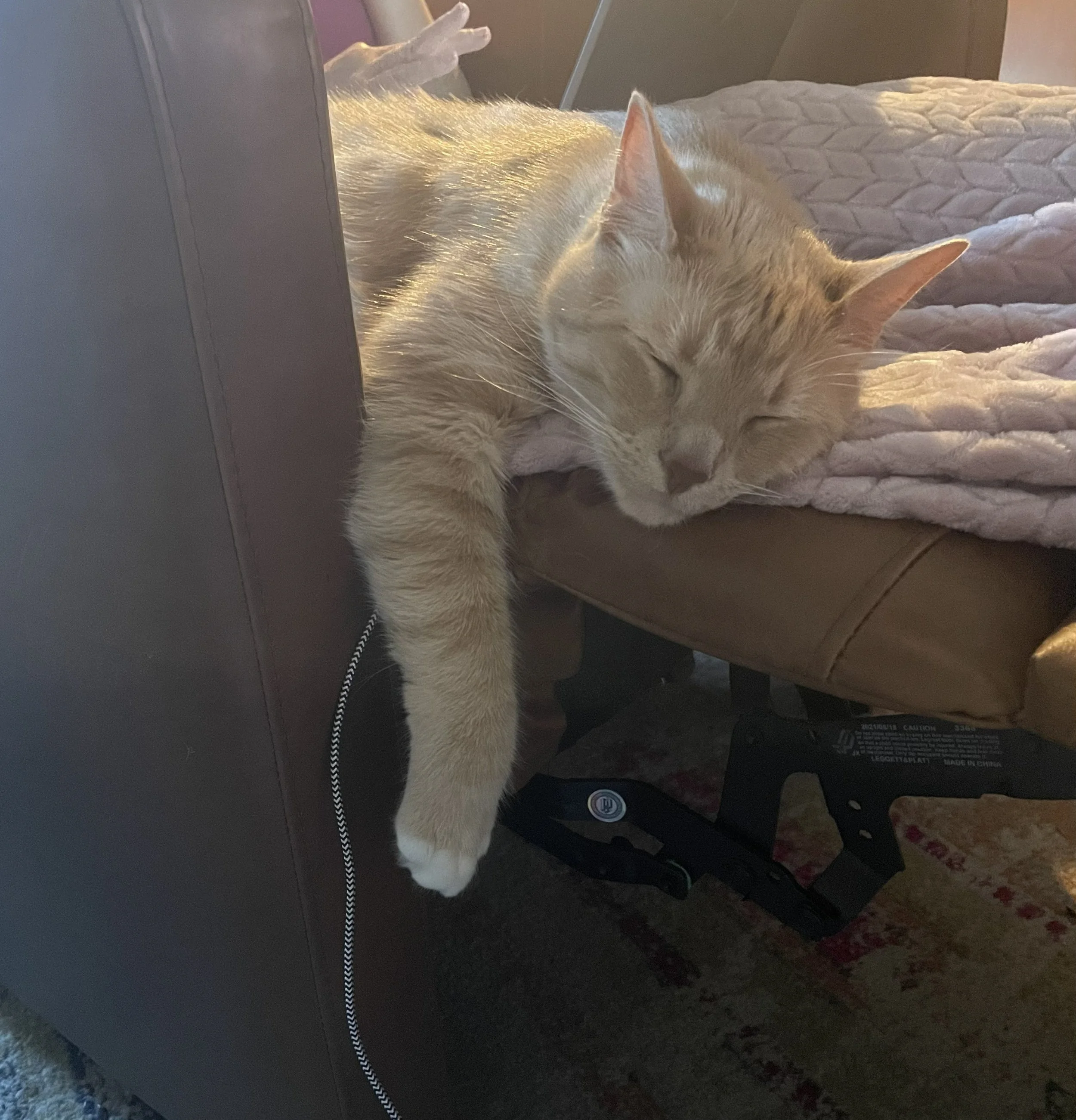 Waffles, Cattus Evilus, CEO of "Yes, I knocked that over and I'll do it again."