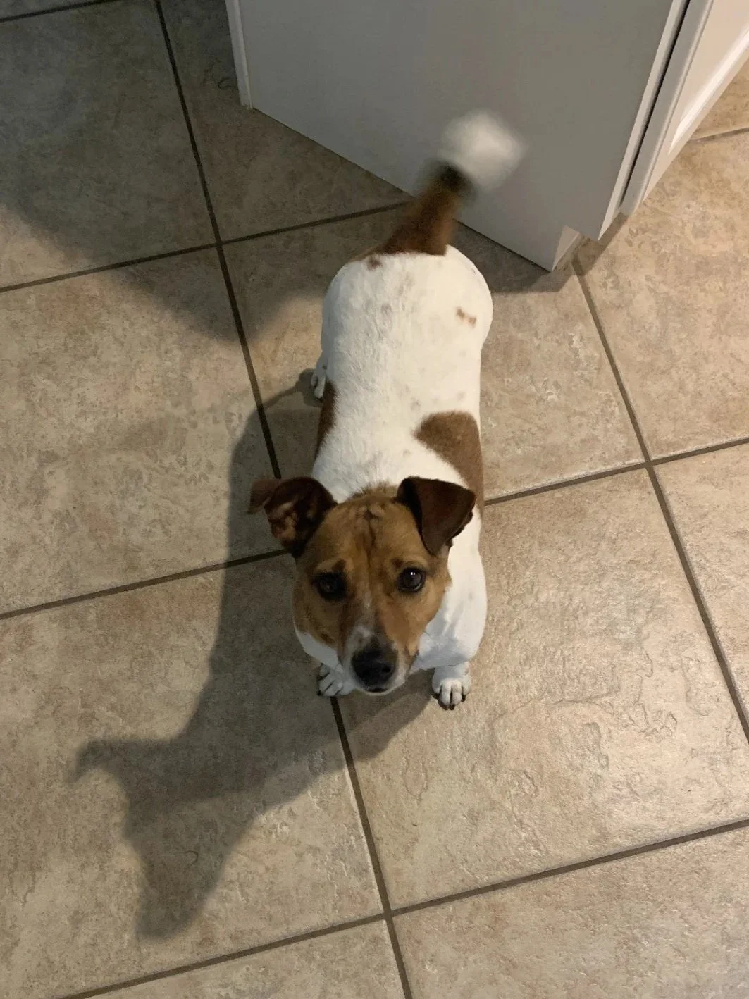 Chase, Jack Rusell/Rat Terrier Mix, As blurry in-person as he is in photos