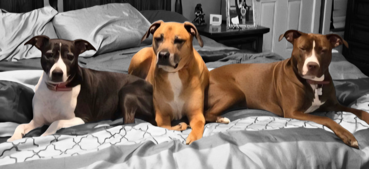 Daisy, Pittie Mix, Molli Black Mouth Cur, and Moki, Pittie Mix, This deck has three Queen of Hearts.
