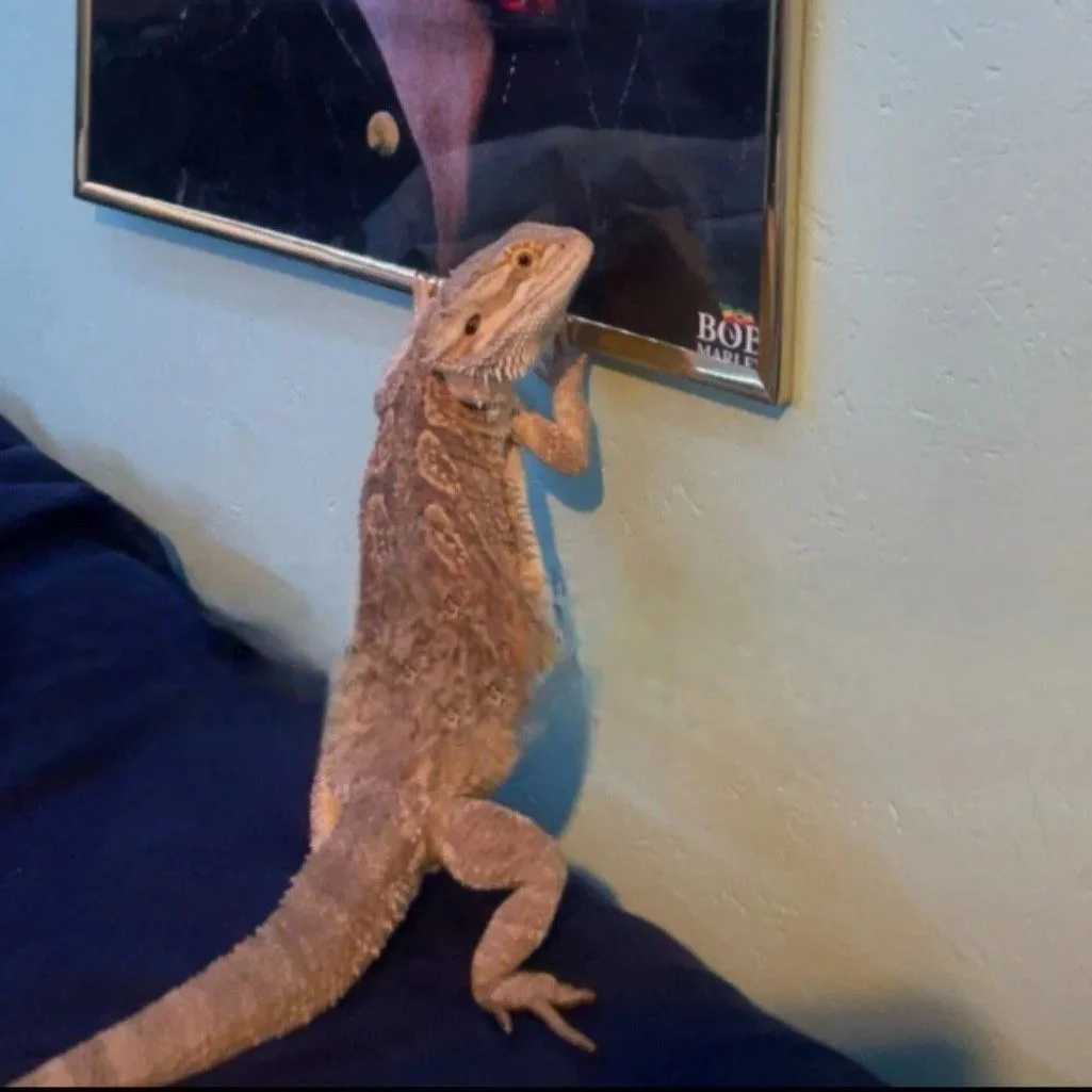 Ralph, Bearded Dragon, Star of the show, knows it.