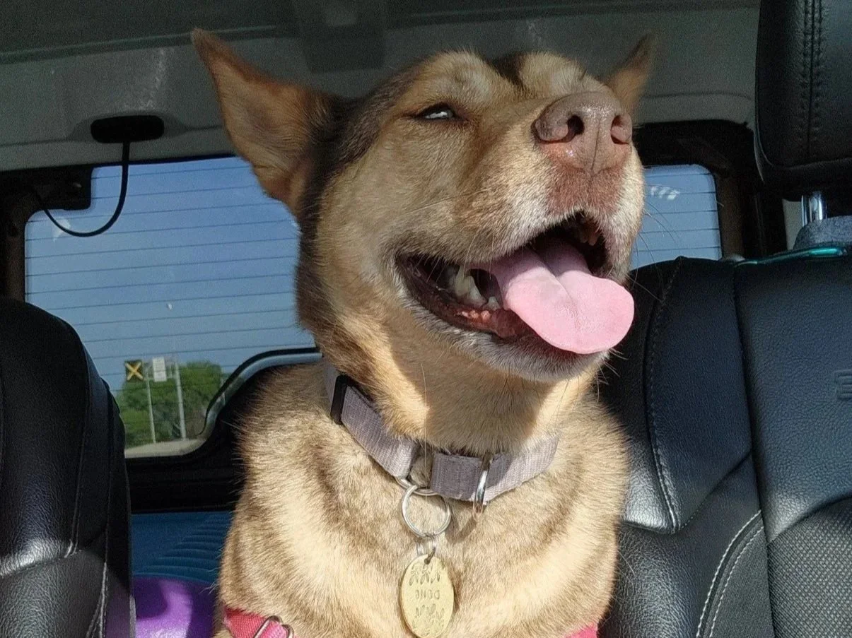 Doug, Australian Cattle Dog Mix, We all know the boy named Sue, now meet the girl named Doug.
