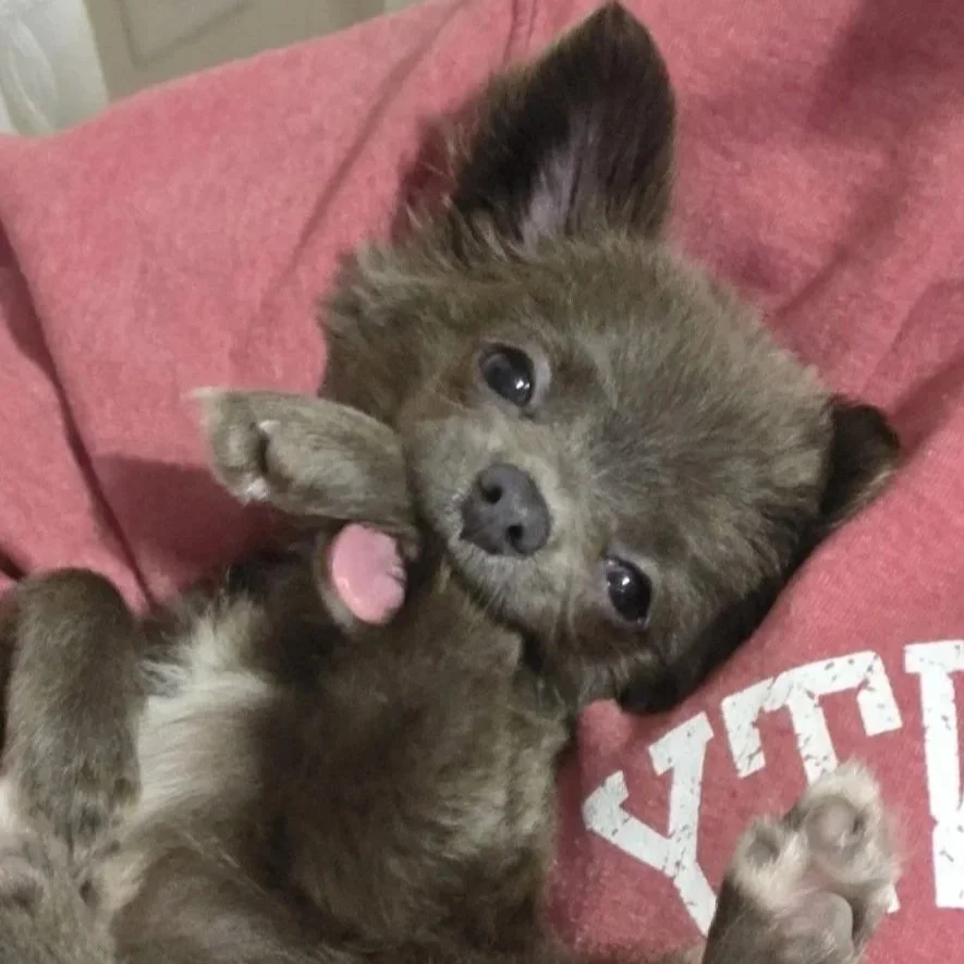 Kevin, Long Hair Chihuahua, What? That's his Emotional Support Ankle. 