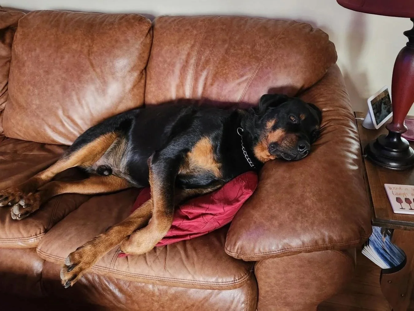Finn, Rottweiler, knew you were taking a photo, couldn't be bothered to raise his head.