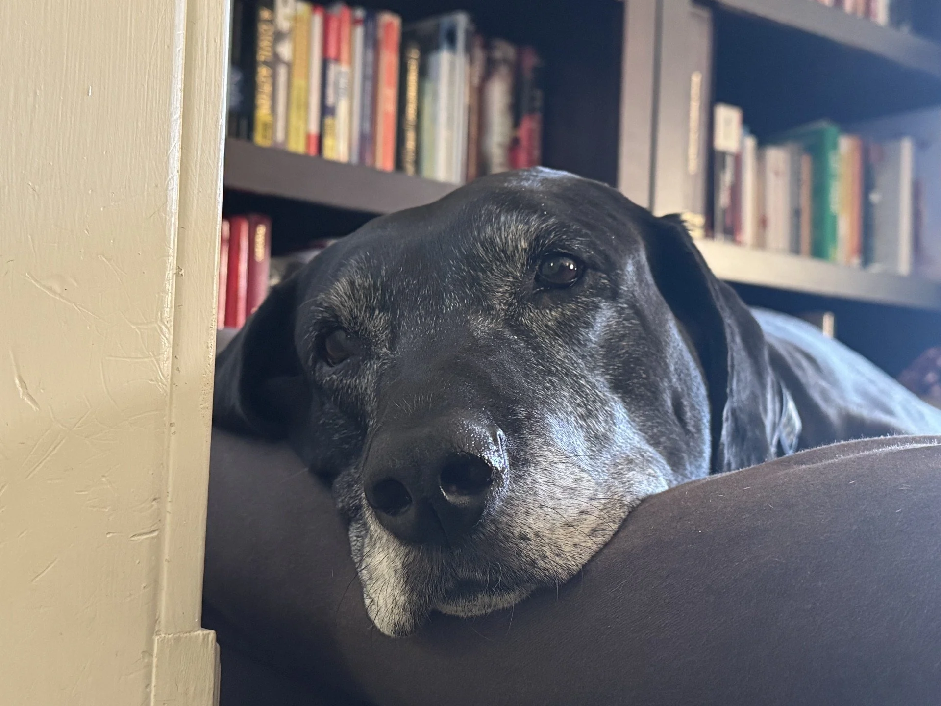 Lucy, Plott Hound, Aged to perfection.                              