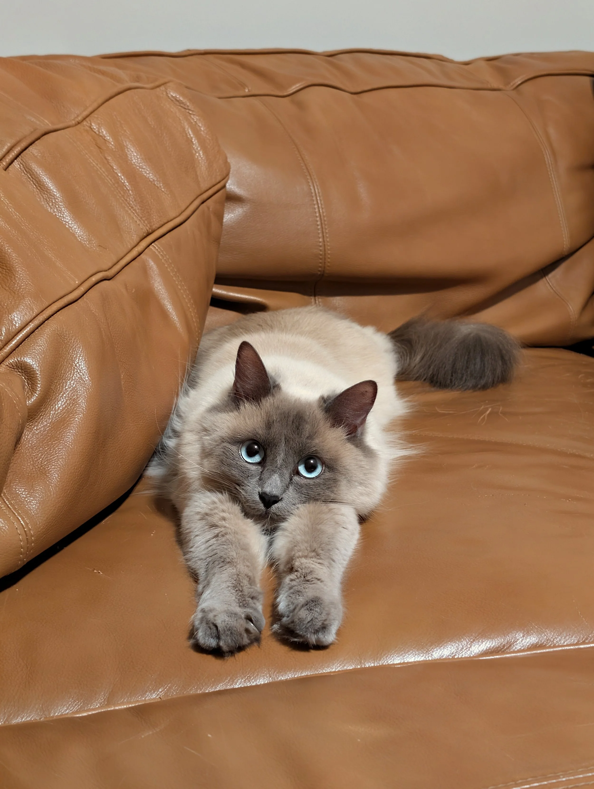 Tomo, Balinese Cat, Bringing Tomo-Therapy a whole new meaning.