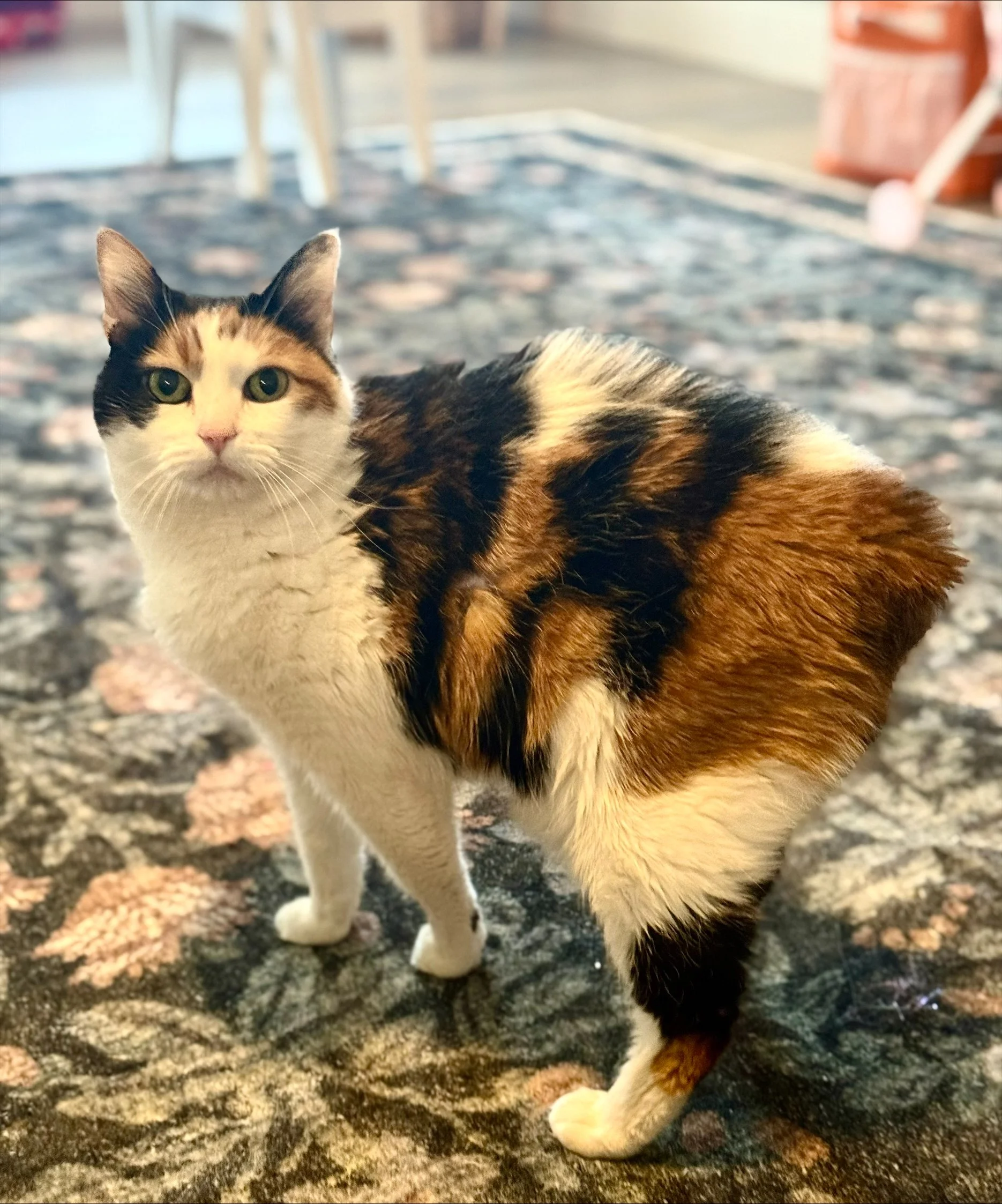 Rue, Bobtailed Calico,  Proof you don't need a tail to turn heads