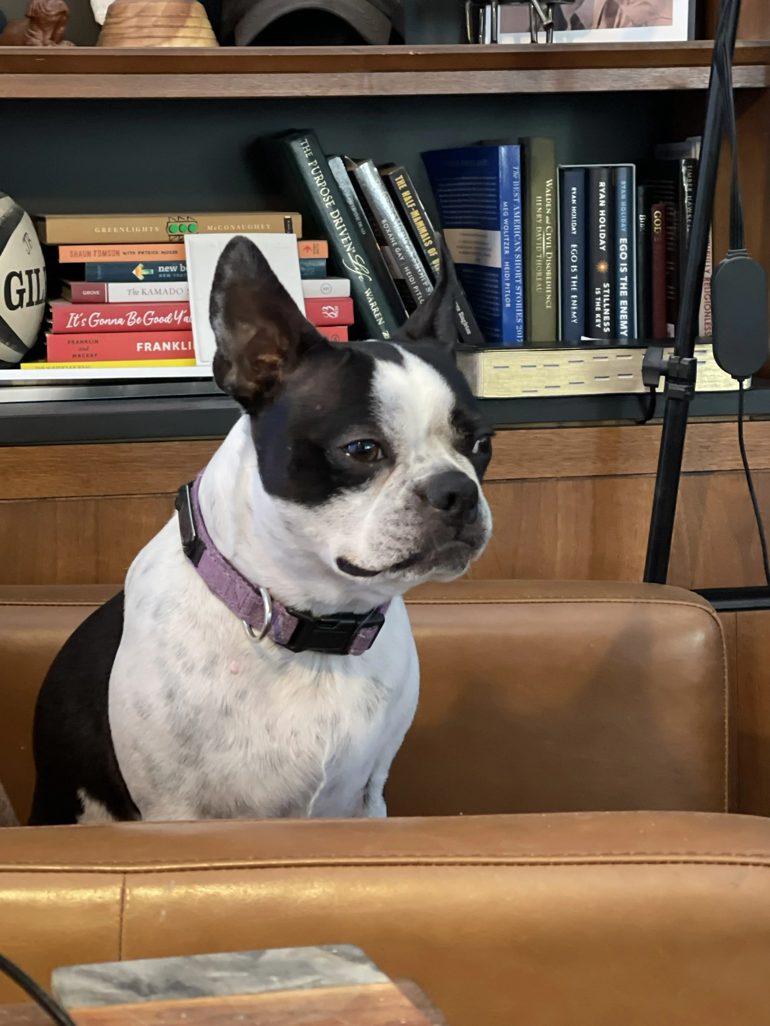 Rosie, Boston Terrier, Thoughts as deep as her eyes, take that as you may.