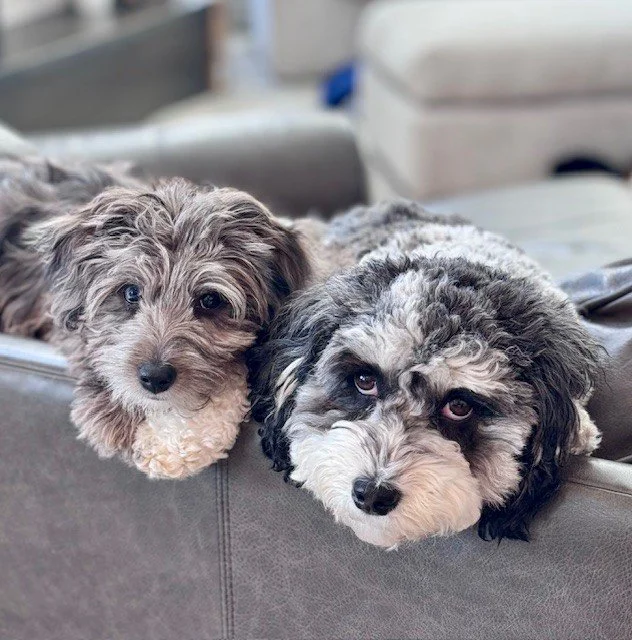 Nala, Aussiepoo and Maizey, Cavapoo, Nala said Maizey did it, Maizey says you can speak with her attorney.