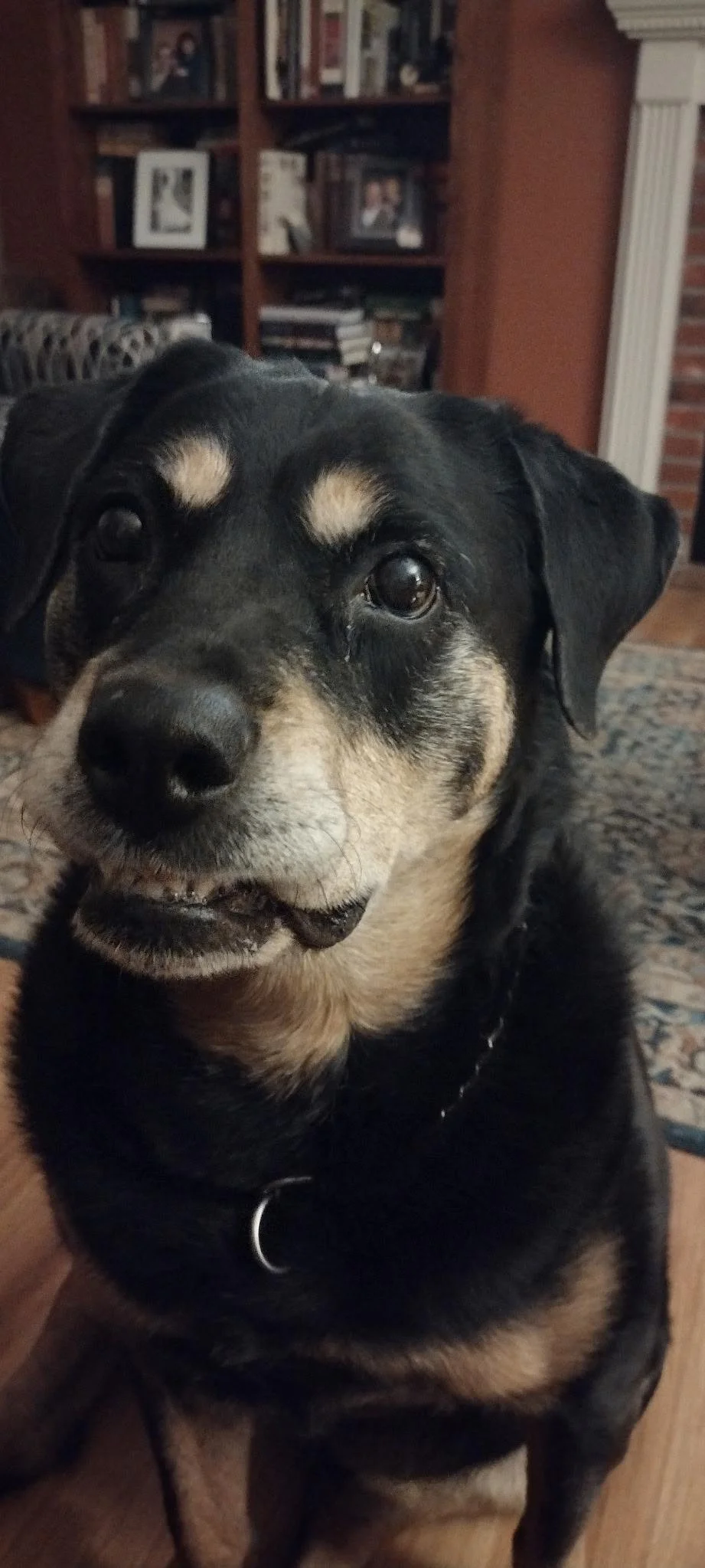 Dani, Rottweiler, "Dani" for short and "Danica" when she's in trouble, which she obviously never is. 