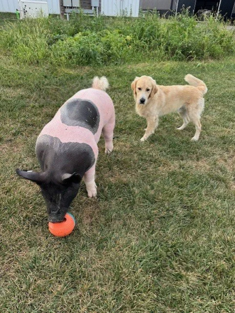 Cardi, Crossbred Gilt and Milo, Golden Retriever, Cardi: "Dibs." Milo: "You can sniff it but you have to give it back."