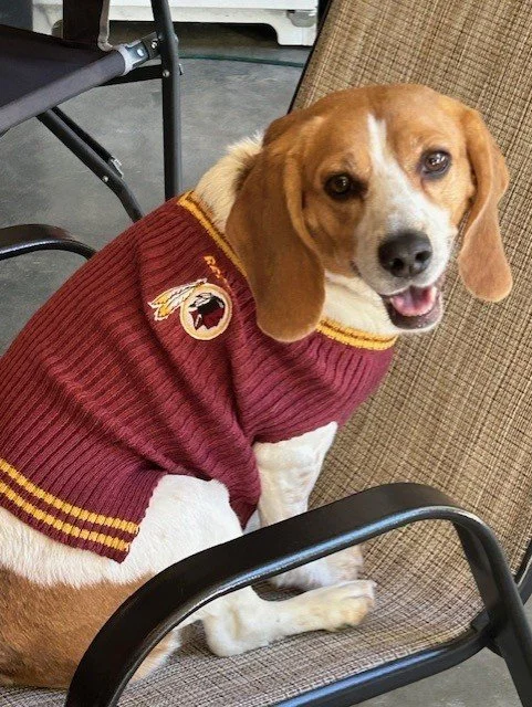 Rubie Sue, Beagle, MVP Of Sweater Weather