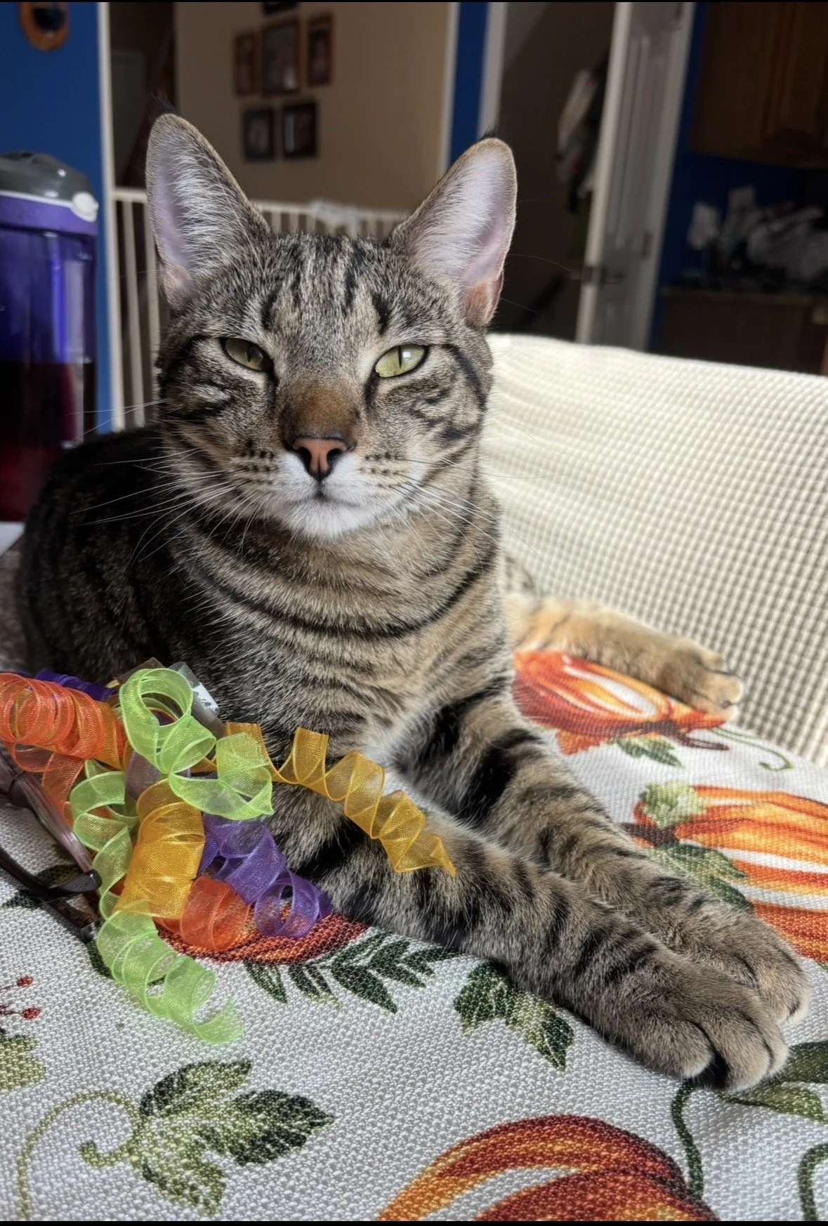 Lion,  Try and take those ribbons away, I triple-cat dare you. 