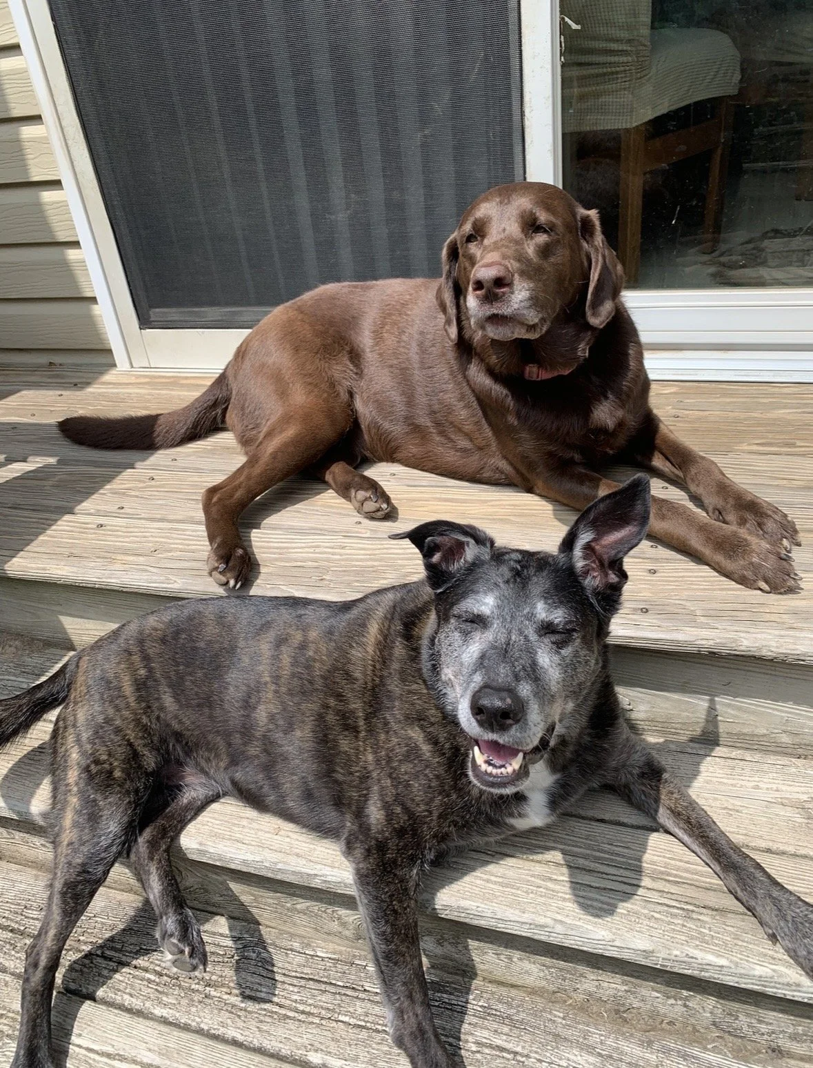 Juno and Cammi, How many takes to catch both with eyes open? Guess we'll never know.