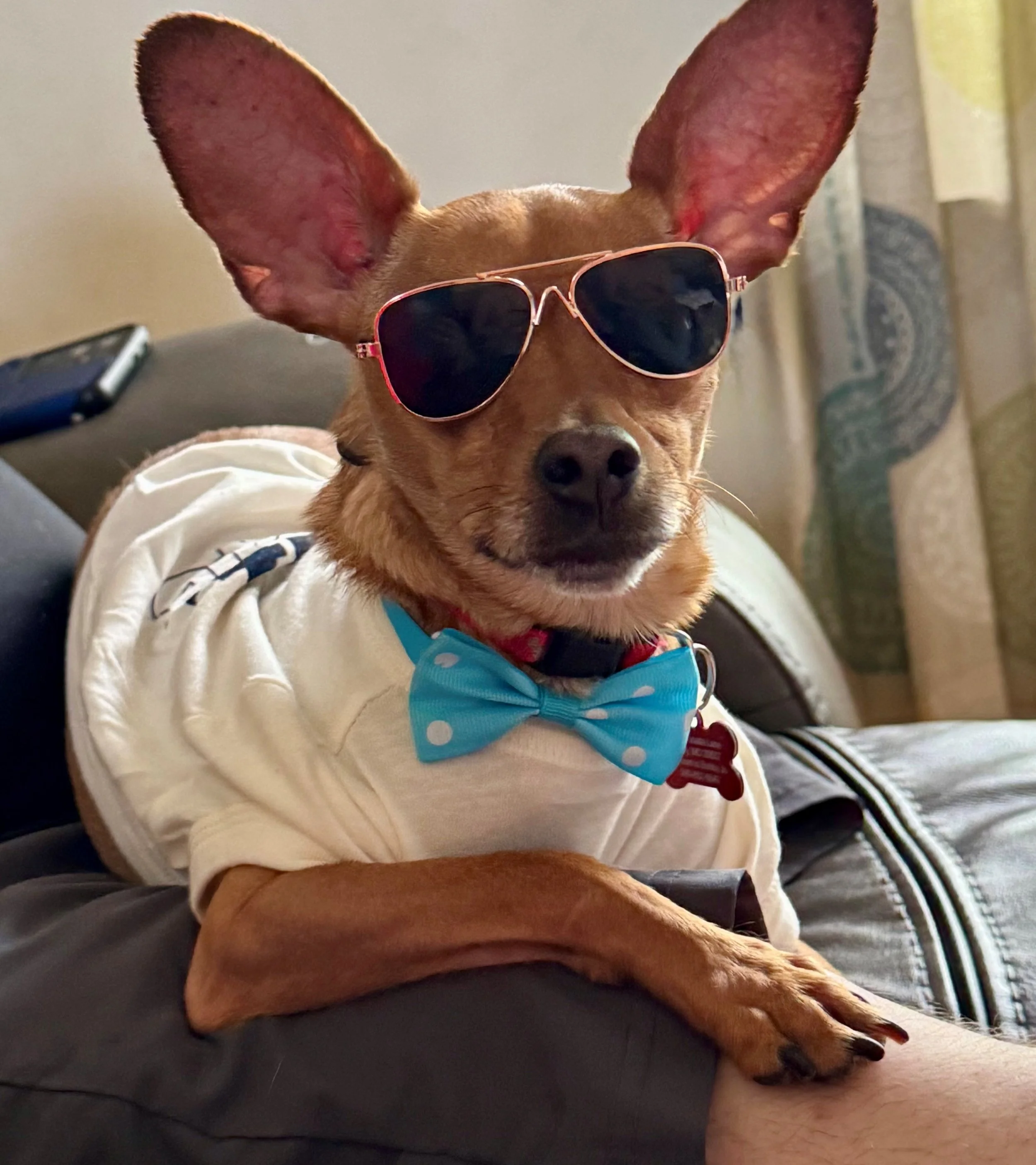 Roscoe, Deer Head Chihuahua, Heard it was picture day and did not disappoint. 