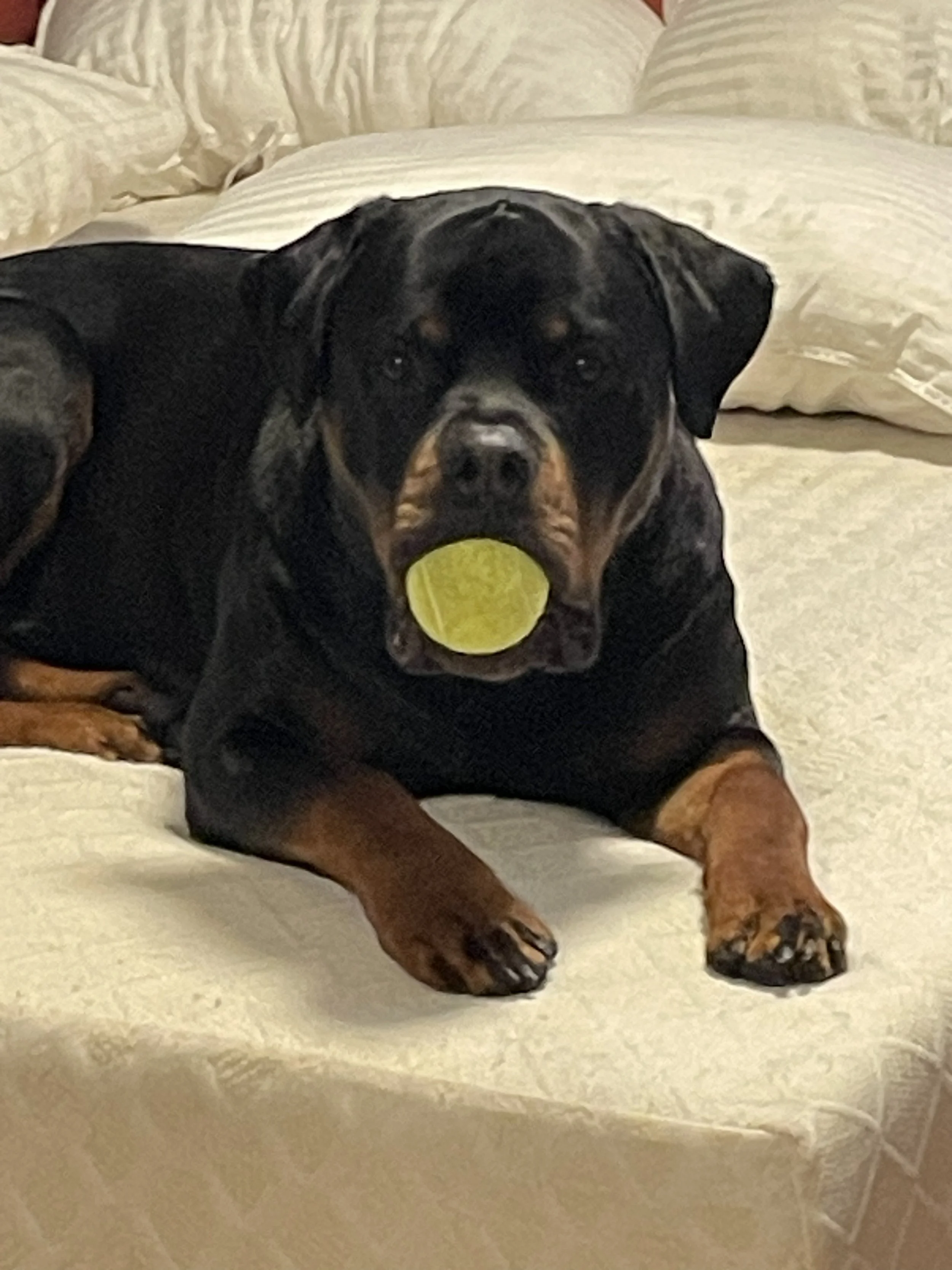 Guiness, Rottweiler, If I were you, I'd put the camera down and throw that ball.....