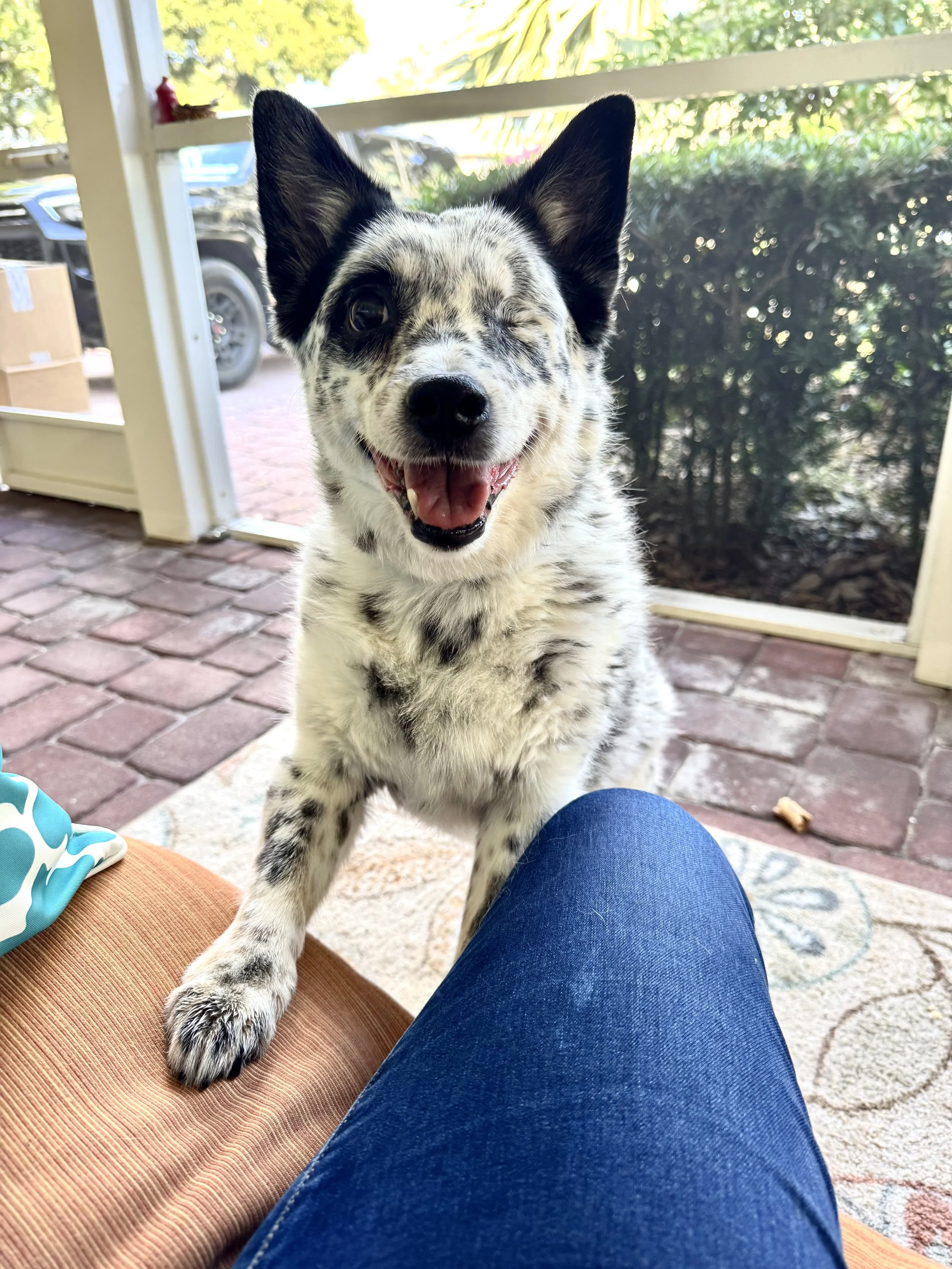 Oreo, Corgi/Cattle Dog Mix, Permanent wink, maximum charm.