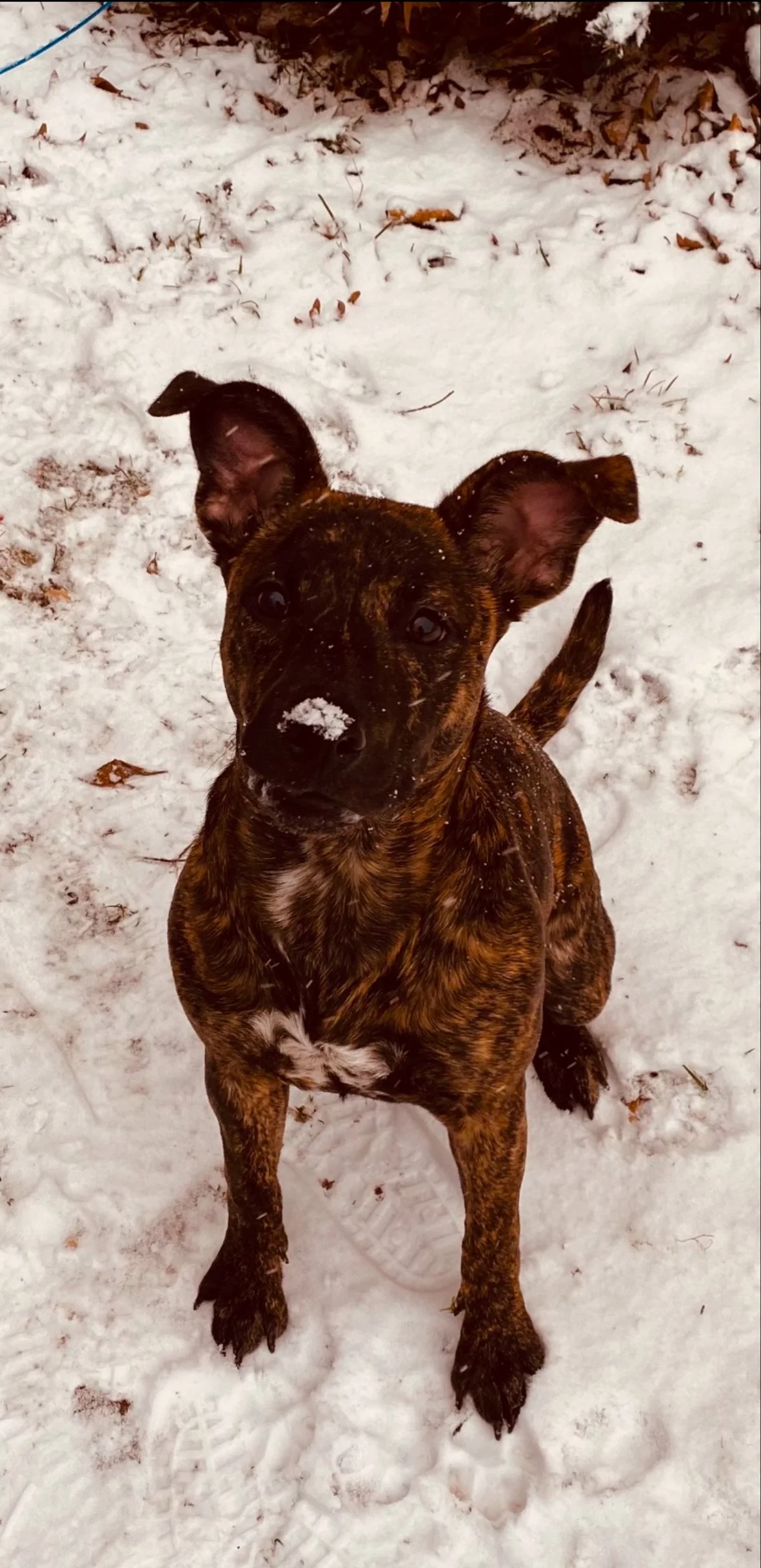 Sadie, Dutch Shepherd Mix, Knew the snow would put the cuteness over the edge, did it anyways.