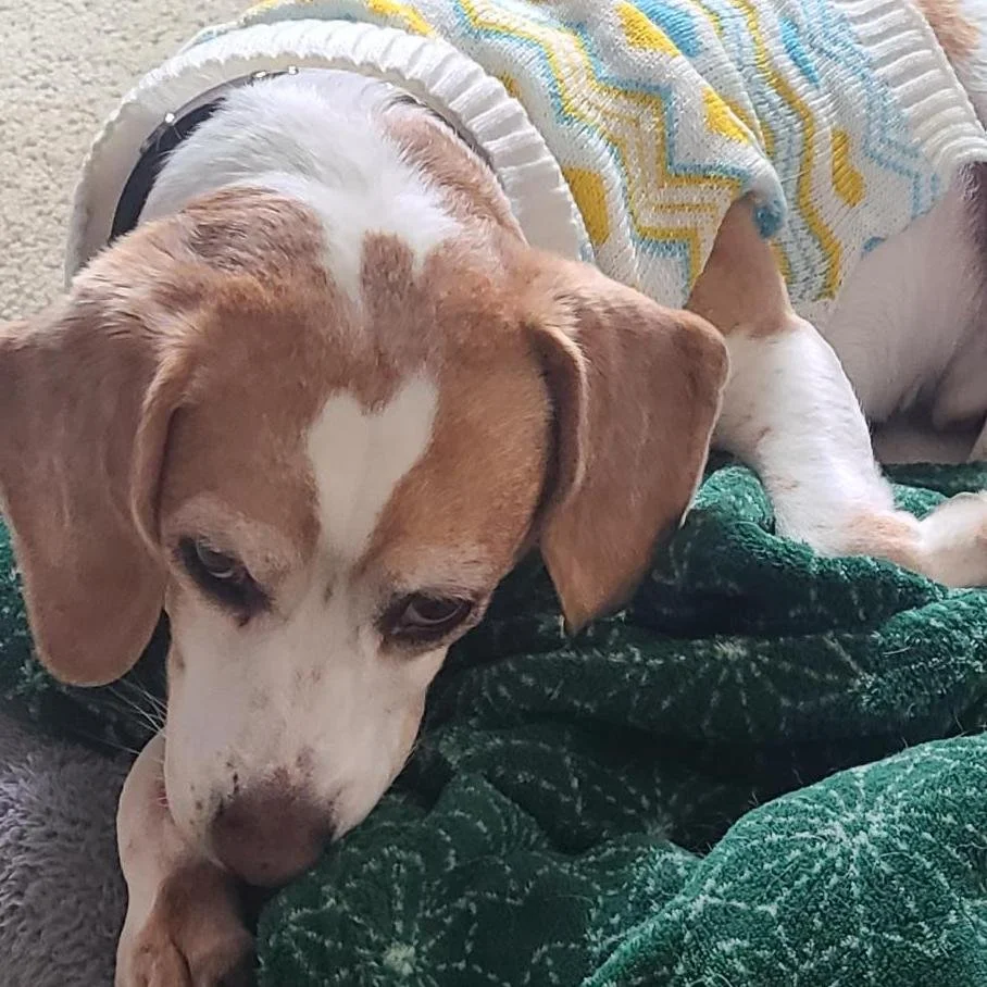 Rocket, Lemon Beagle, Wears his heart on his forehead
