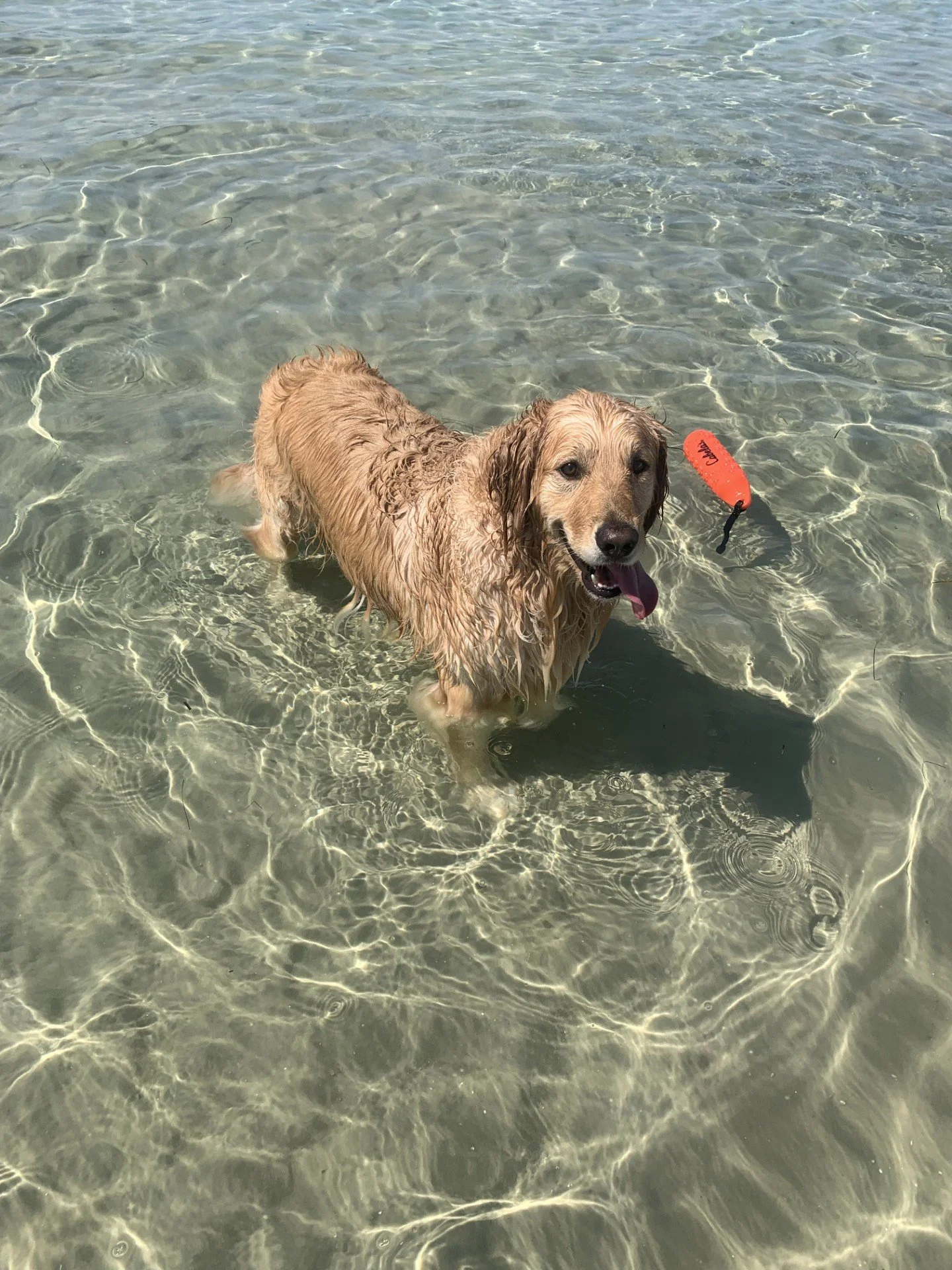Gus, Golden Retriever, Can't understand why you aren't throwing the toy....