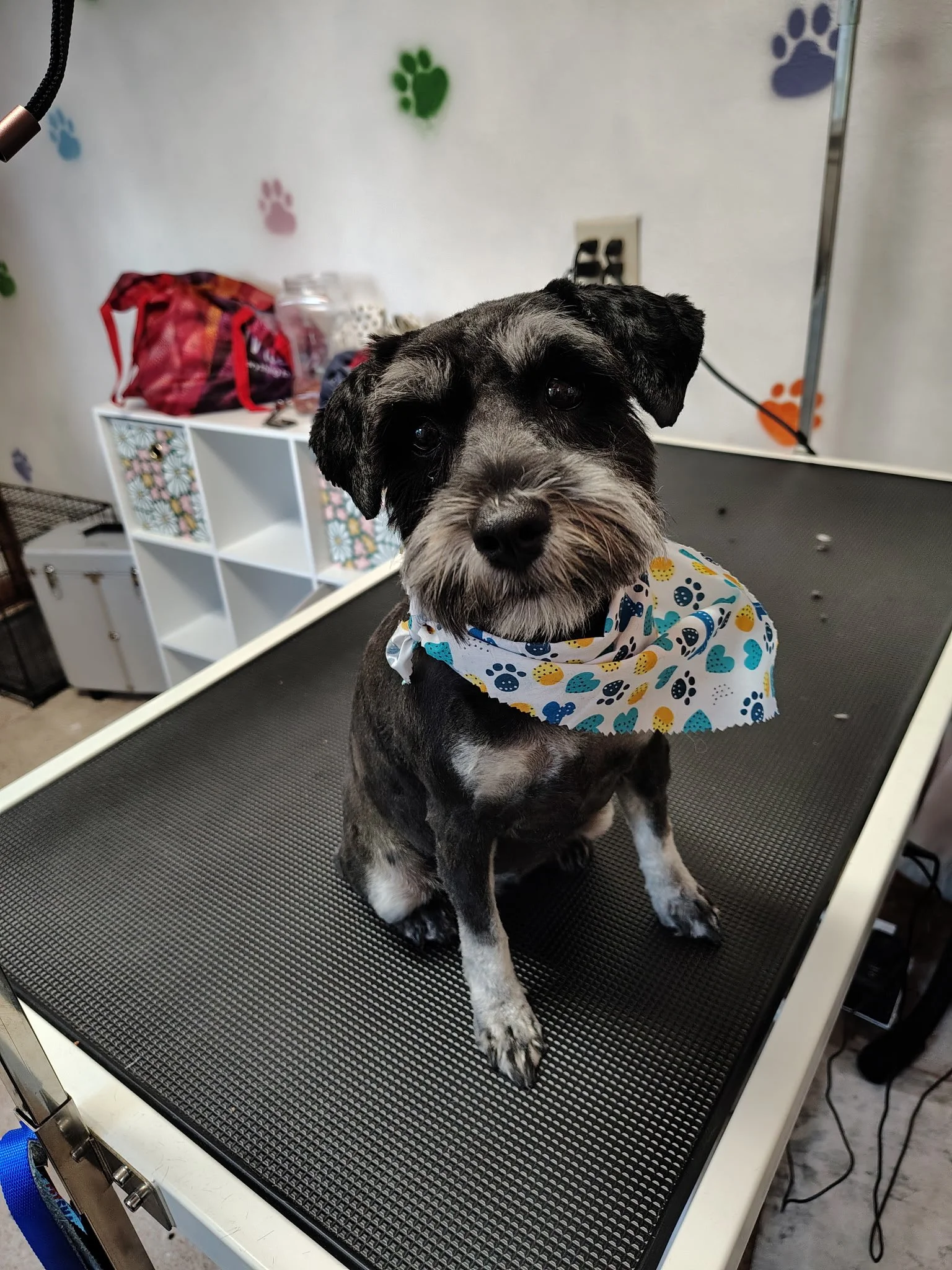 Beth dog 2.JPG