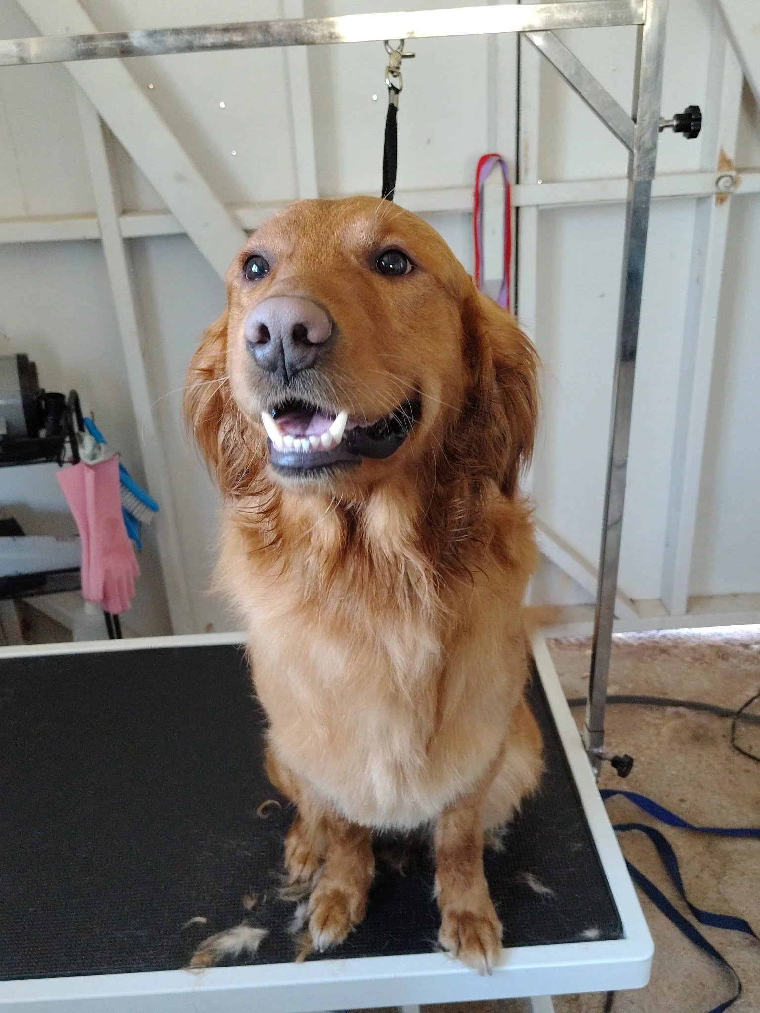 golden retriever.JPG