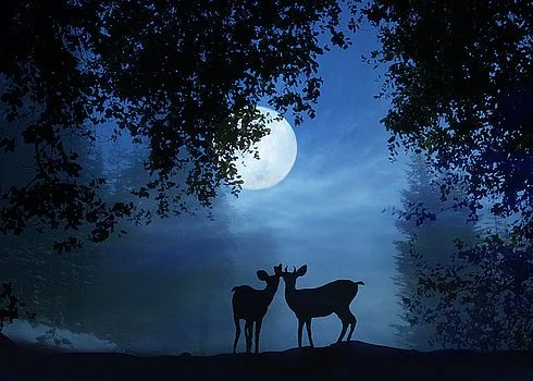 Moonlight