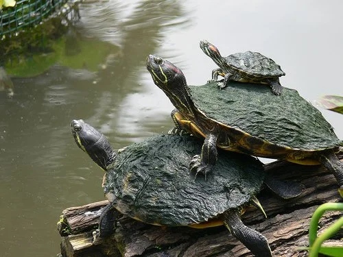Turtles