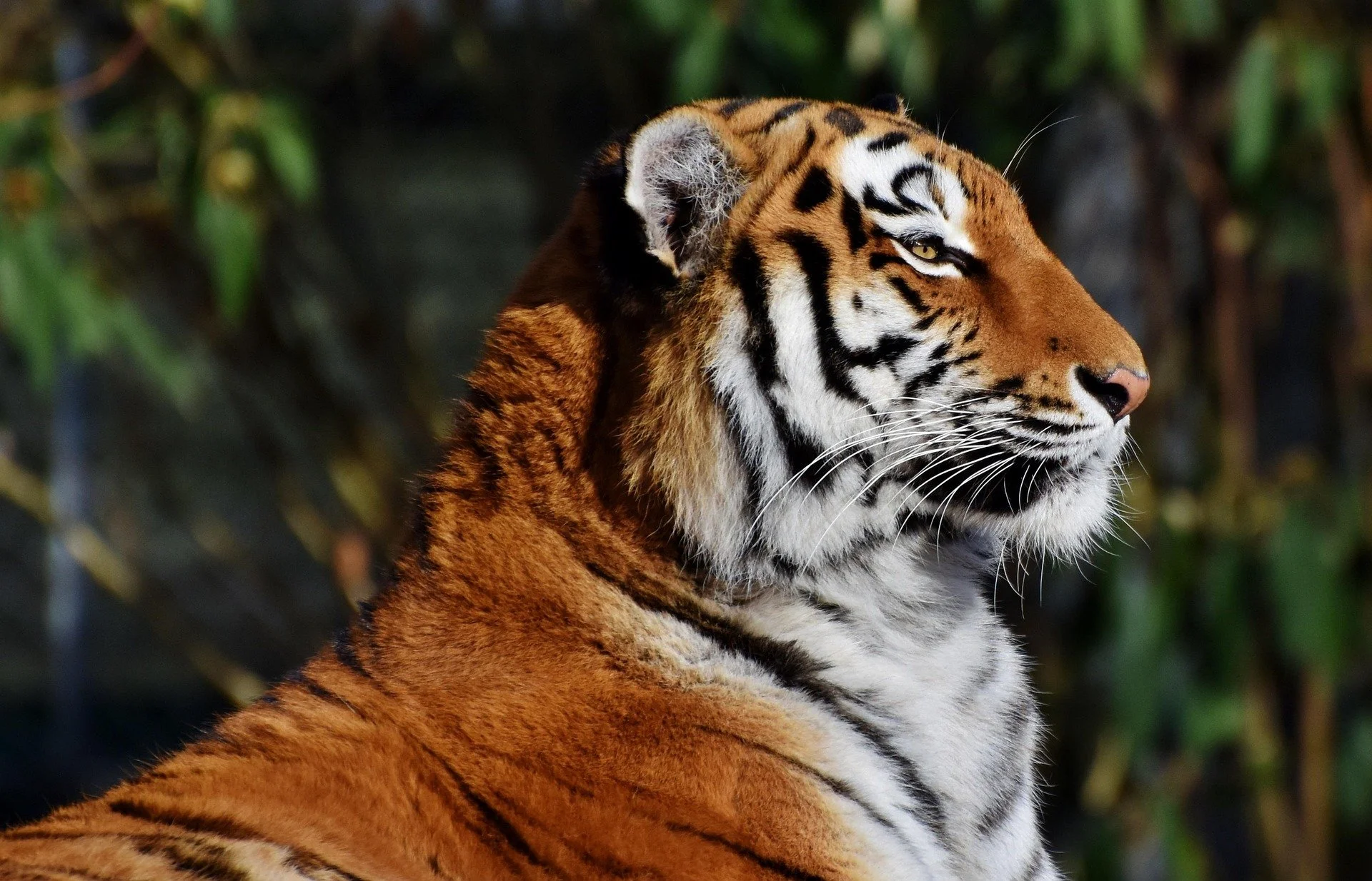 Animal Instinct 