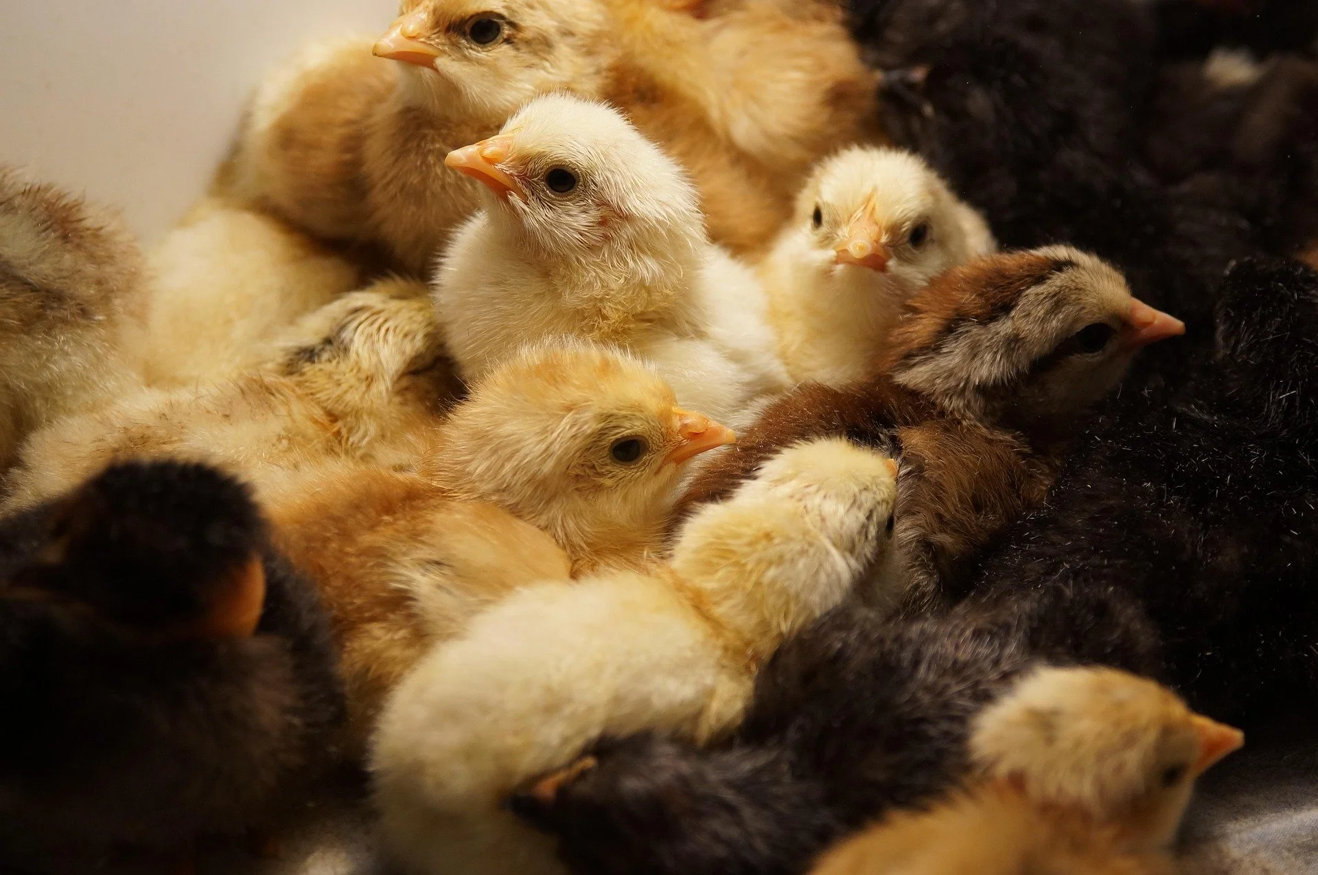 Chicks