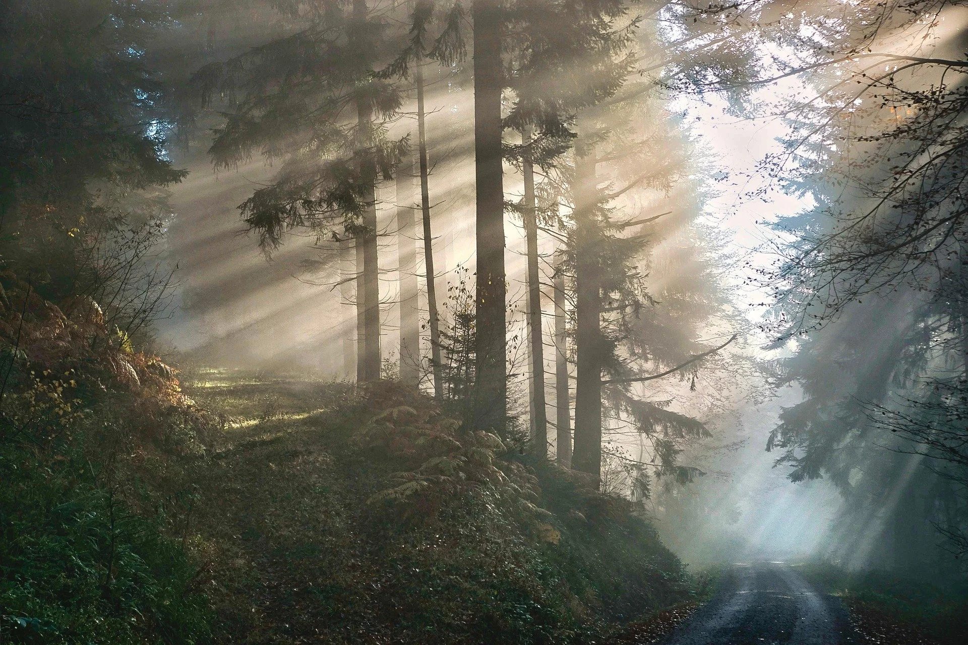 Witness Trees