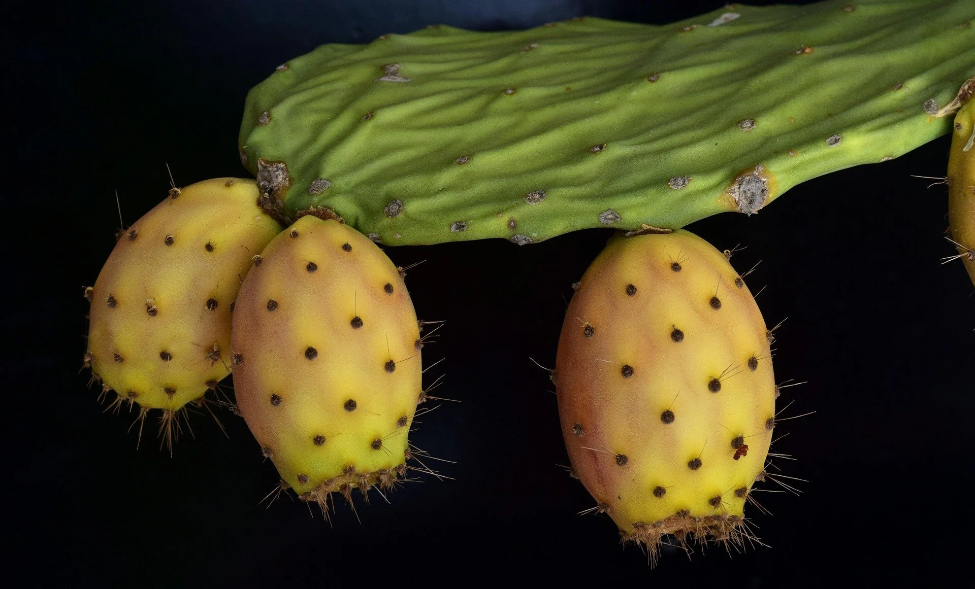 Cactus Fruit