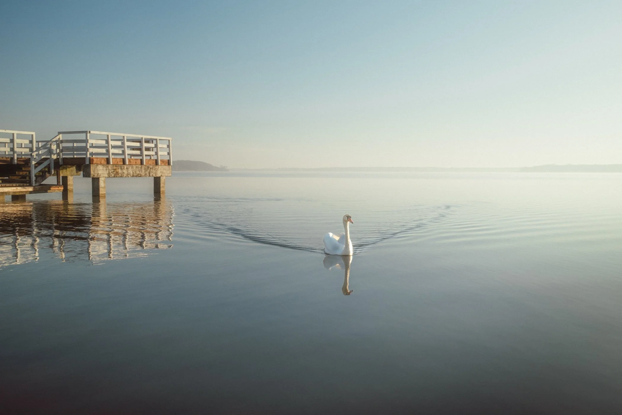 Łabędź płynący po spokojnej wodzie przy molo w porannym świetle