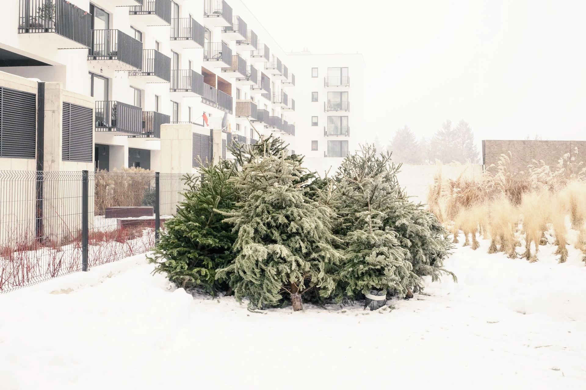Several Christmas trees covered in snow in front of a residential building with balconies, in a snowy outdoor area.