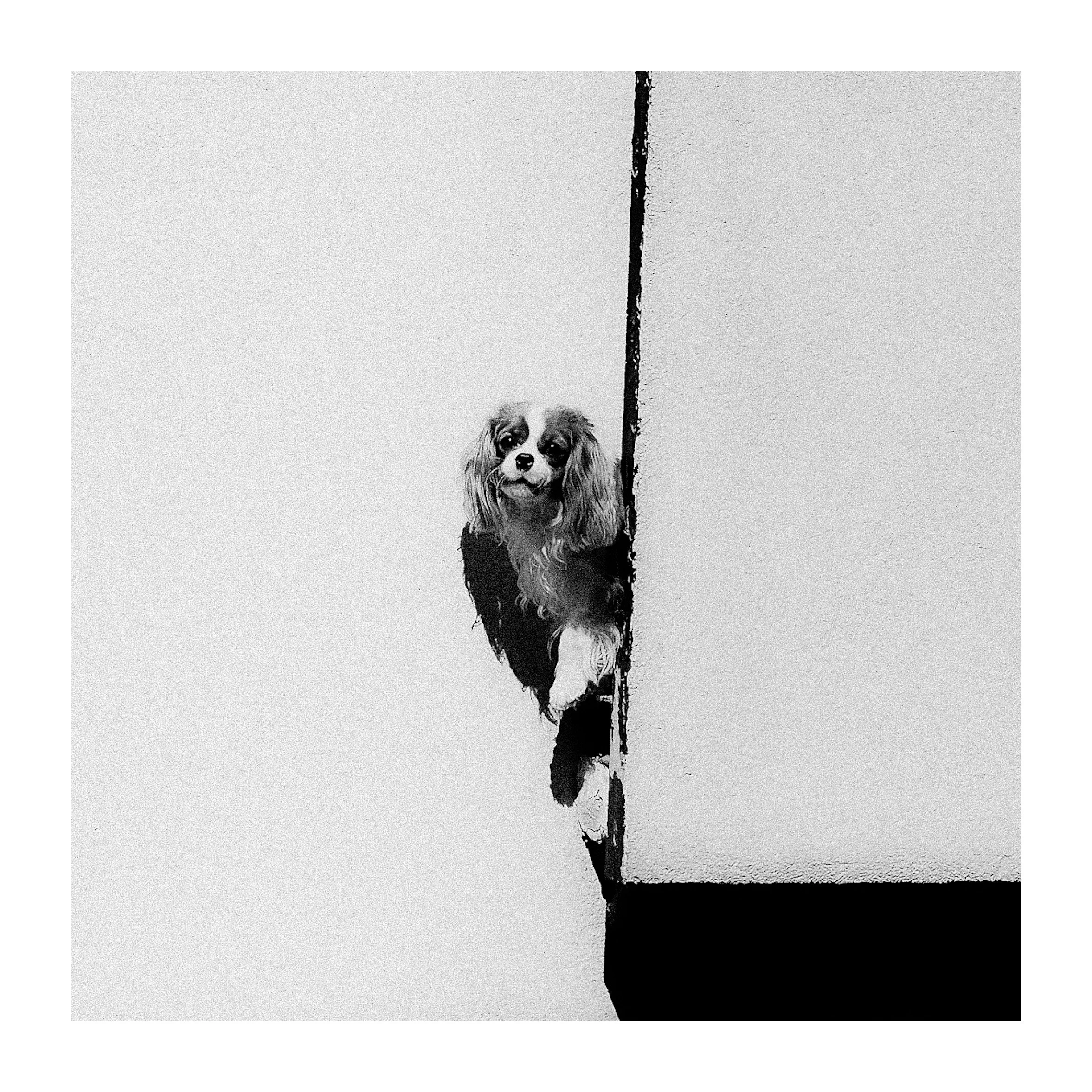 pies na balkonie uchwycony w nietypowej perspektywie