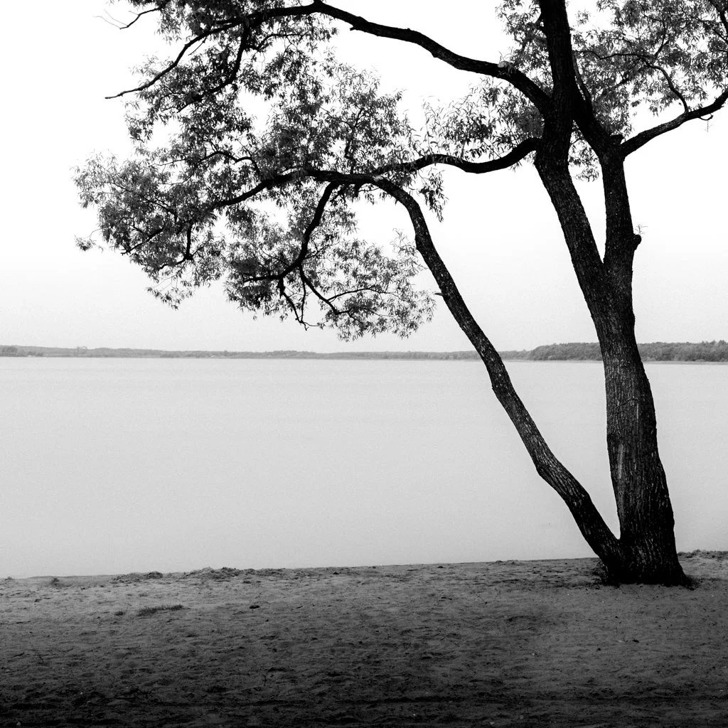 Black and white photo of a tree by a calm body of water, with the horizon and distant land in the background.