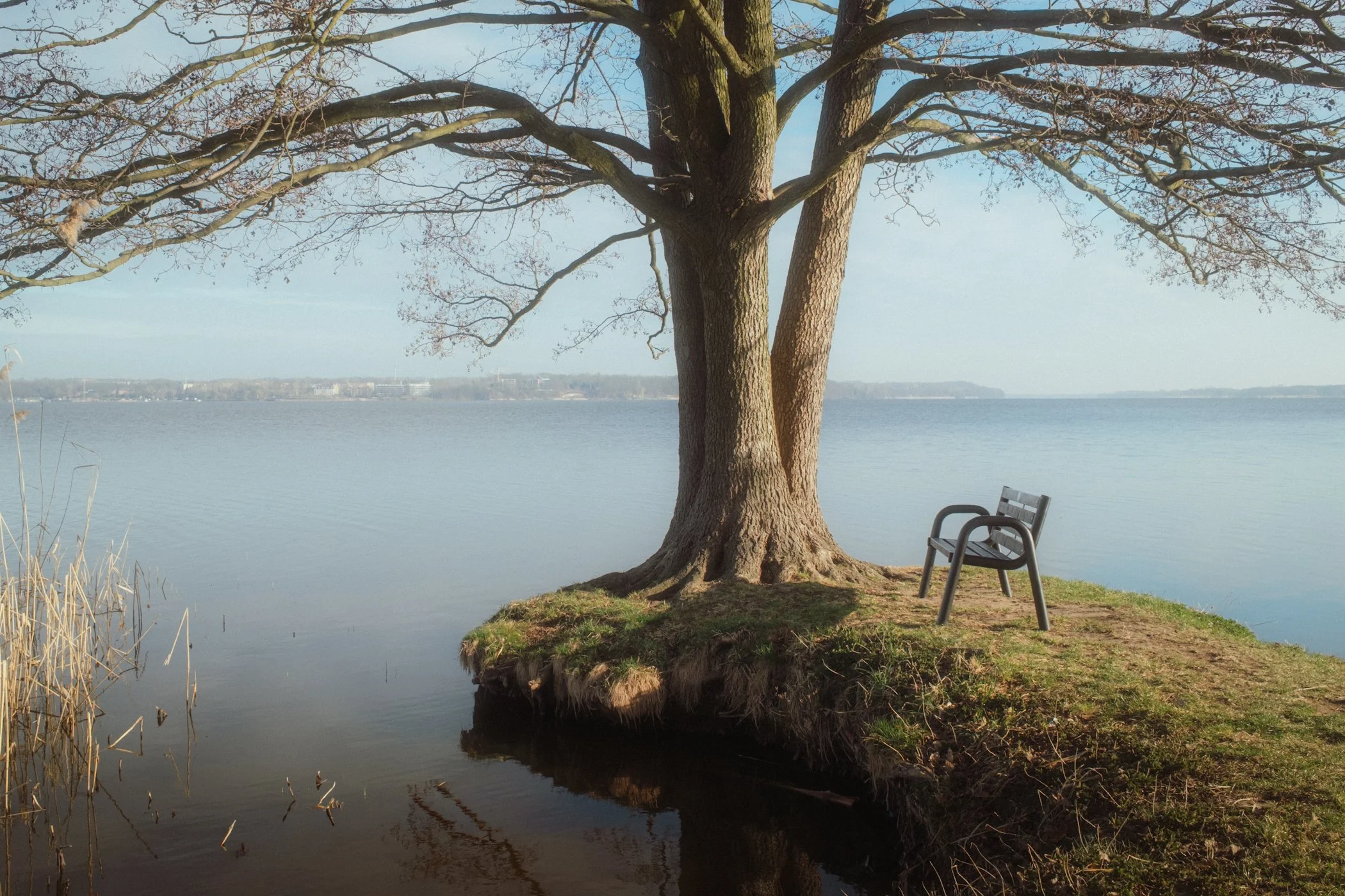 Drzewo i ławka nad wodą w spokojnym porannym świetle