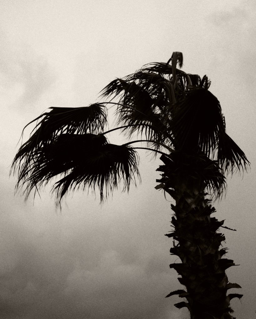 A silhouette of a palm tree against a cloudy sky.