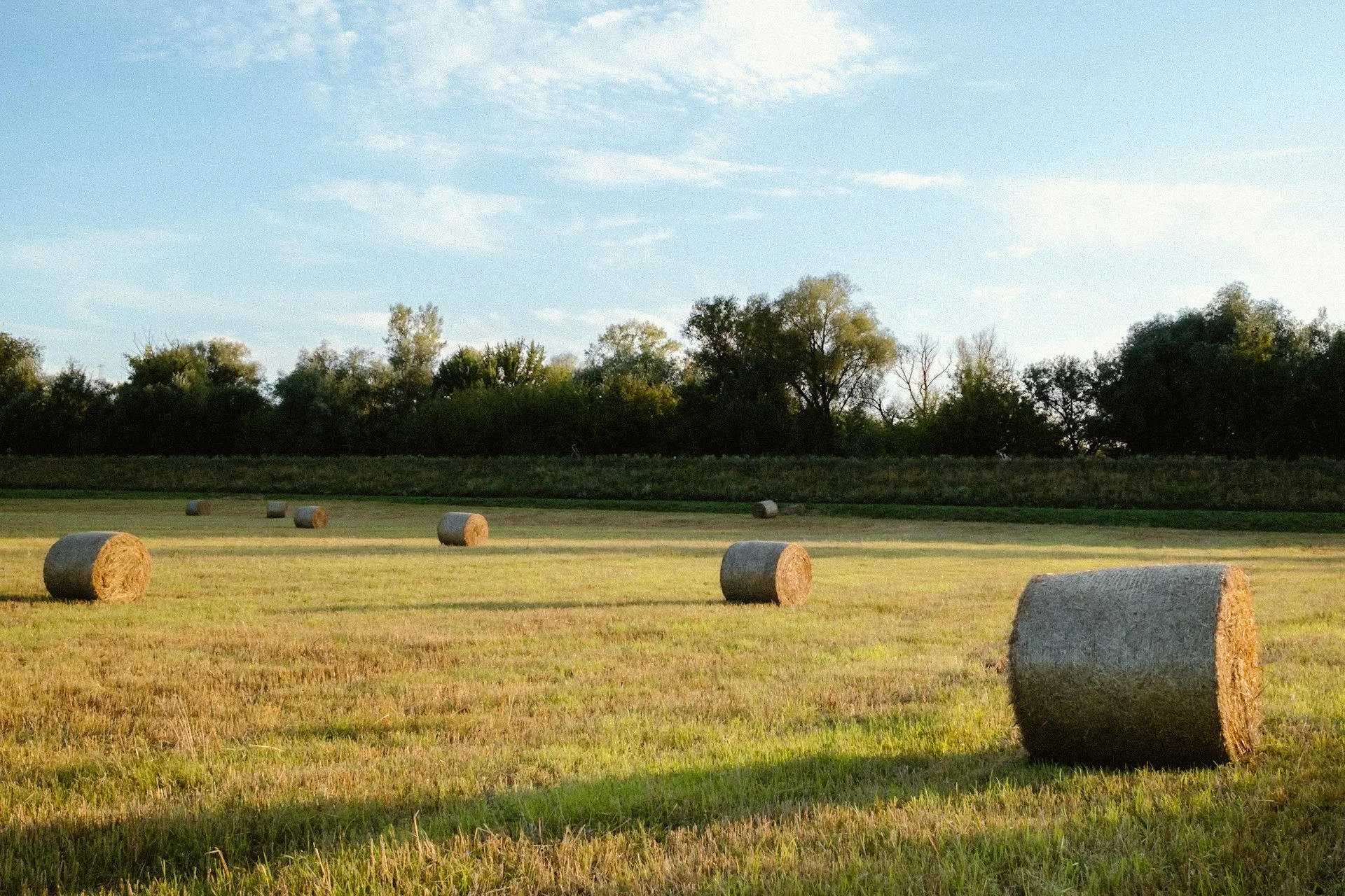 A field with multiple round hay bales scattered across the grass under a blue sky with wispy clouds and a tree line in the background.