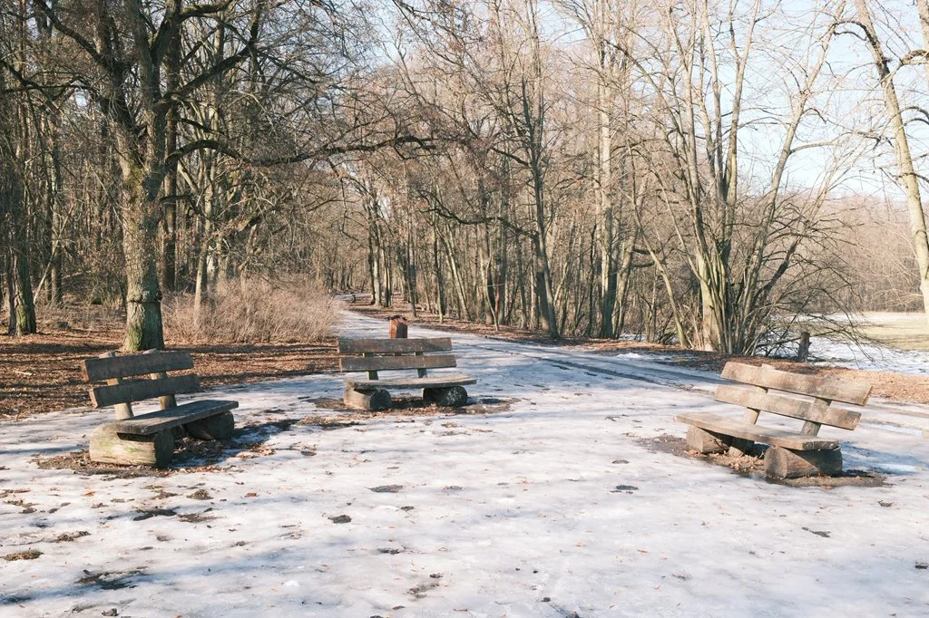 Empty wooden benches on a snow-covered path in a leafless forested park during winter.