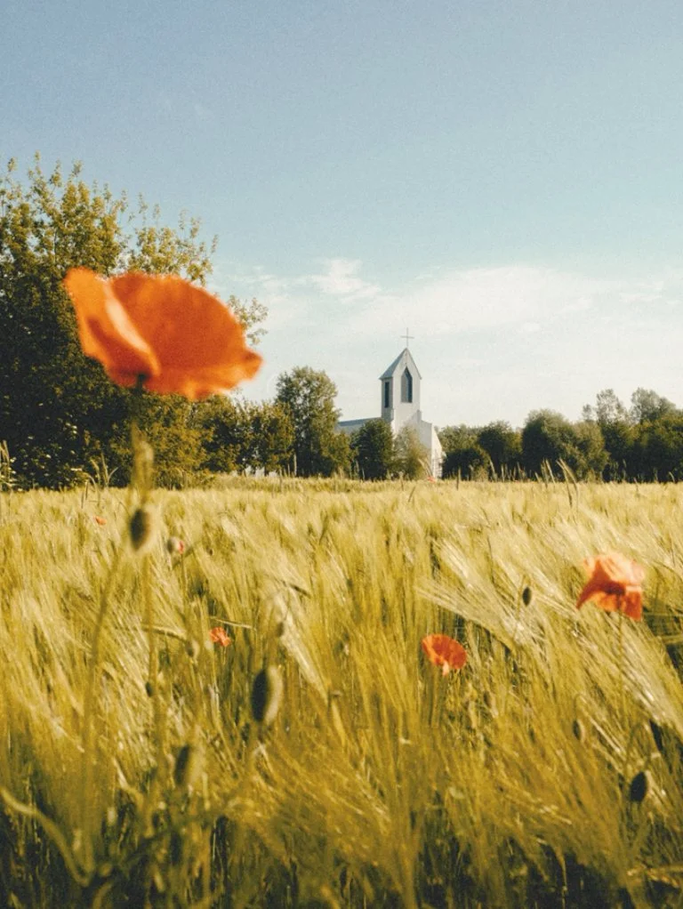 A field of tall wheat with red poppies, a white church with a steeple and cross, trees in the background, and a clear blue sky.