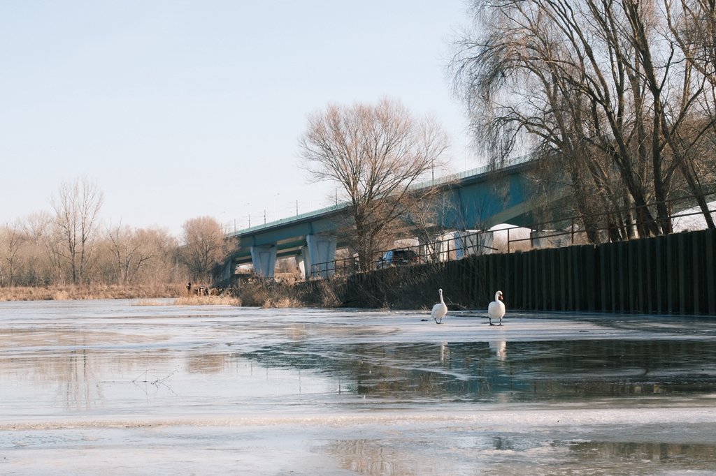 Two swans standing on a frozen body of water during winter, with leafless trees and a bridge in the background.