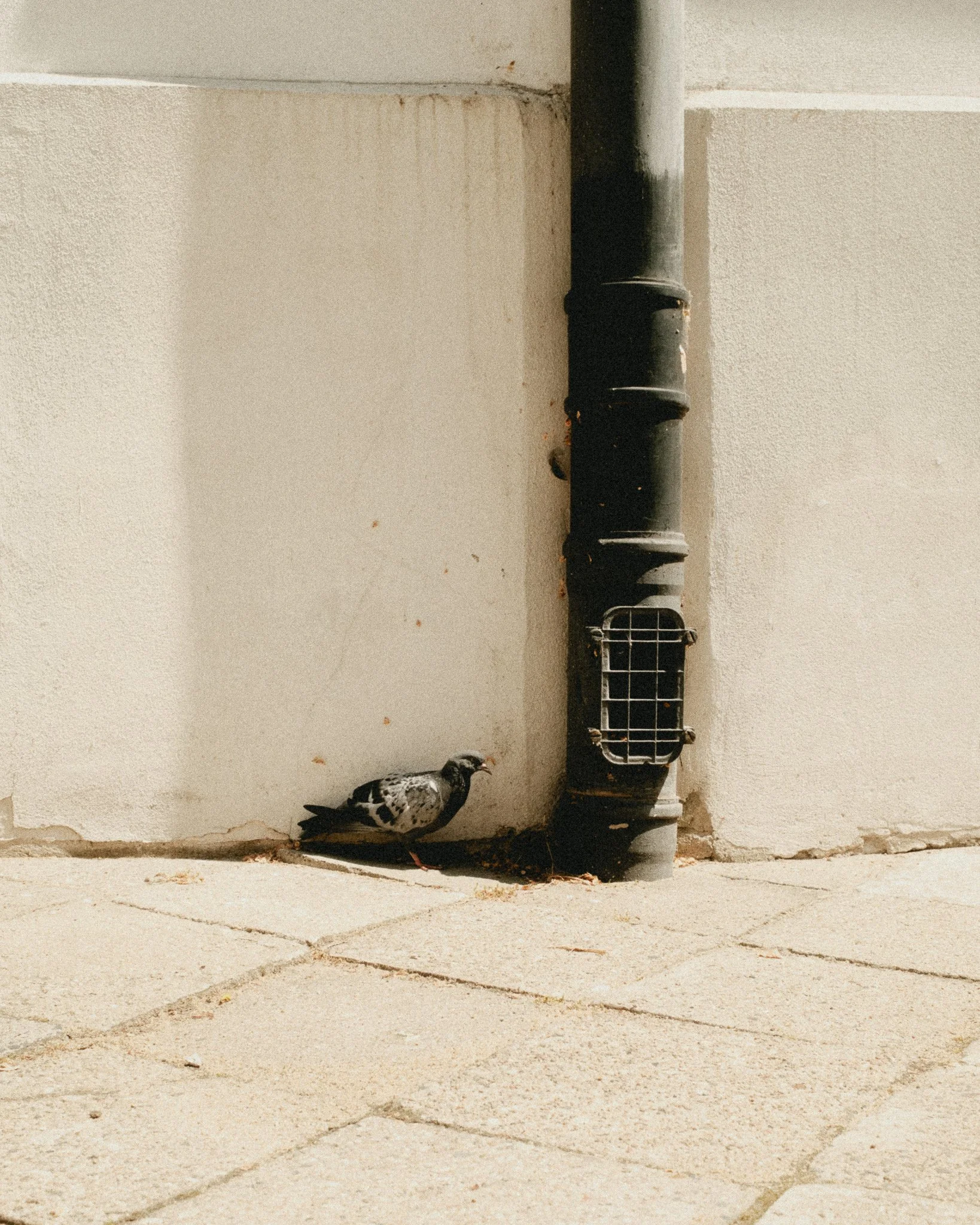 prosty kadr fotograficzny z codziennego spaceru wykonany kieszonkowym aparatem