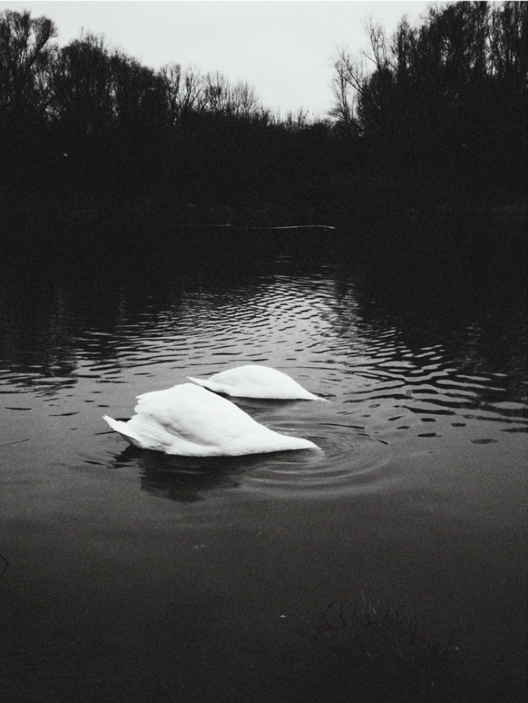 Two white swans floating on a dark body of water with a wooded shoreline in the background.