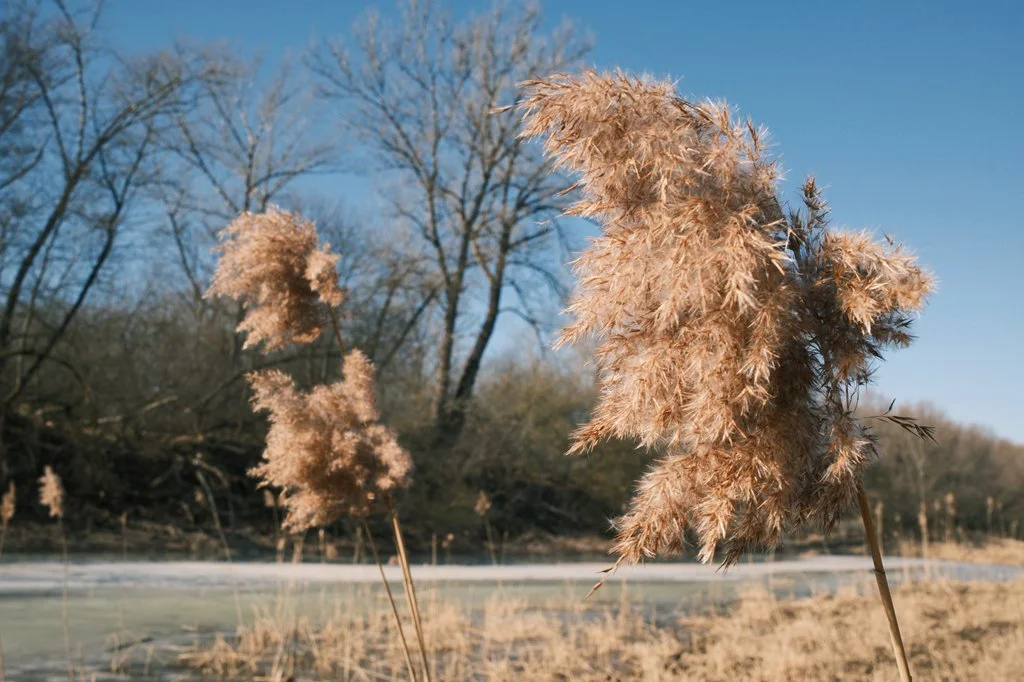 Close-up of beige reeds or cattails swaying in a natural setting near a frozen body of water, with leafless trees and a clear blue sky in the background.