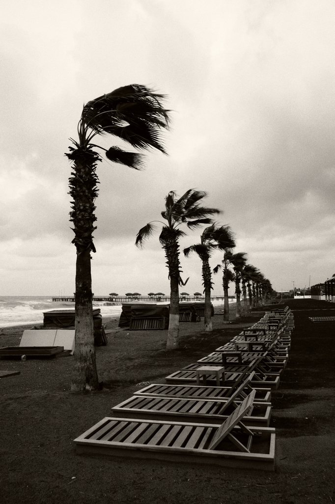 Empty beach with row of lounge chairs and tall palm trees swaying in the wind, overcast sky, pier in the distance.