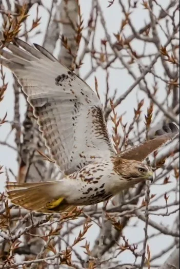 A bird of prey in flight among leafless branches, with its wings spread and talons extended.