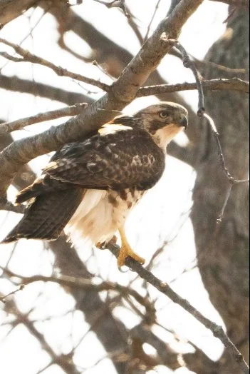 A bird of prey perched on a tree branch among bare limbs.