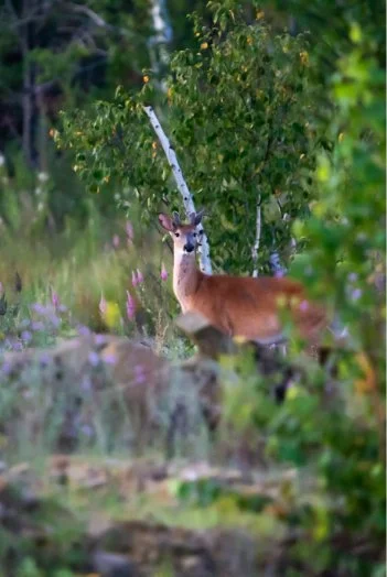 A deer standing in a lush forest with green foliage and purple flowers.